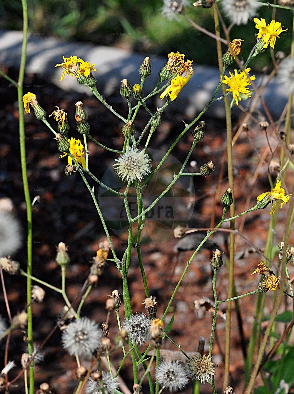 Foto von Hieracium lachenalii (Gewöhnliches Habichtskraut - Tussock Hawkweed). Das Foto wurde in Frankfurt, Hessen, Deutschland aufgenommen. ---- Photo of Hieracium lachenalii (Gewöhnliches Habichtskraut - Tussock Hawkweed). The picture was taken in Frankfurt, Hesse, Germany.(Hieracium lachenalii,Gewöhnliches Habichtskraut,Tussock Hawkweed,Hieracium argillaceum,Hieracium lachenalii,Hieracium vulgatum subsp. lachenalii,Gewoehnliches Habichtskraut,Tussock Hawkweed,Hieracium,Habichtskraut,Hawkweeds,Asteraceae,Korbblütengewächse,Daisy family)