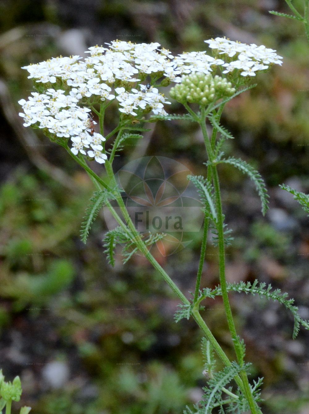 Foto von Achillea collina (Hügel-Wiesenschafgarbe - Mountain Yarrow). Das Foto wurde in Dresden, Sachsen, Deutschland aufgenommen. ---- Photo of Achillea collina (Hügel-Wiesenschafgarbe - Mountain Yarrow). The picture was taken in Dresden, Sachsen, Germany.(Achillea collina,Hügel-Wiesenschafgarbe,Mountain Yarrow,Achillea collina,Achillea millefolium var. collina,Huegel-Wiesenschafgarbe,Mountain Yarrow,Achillea,Schafgarbe,Yarrow,Asteraceae,Korbblütengewächse,Daisy family)