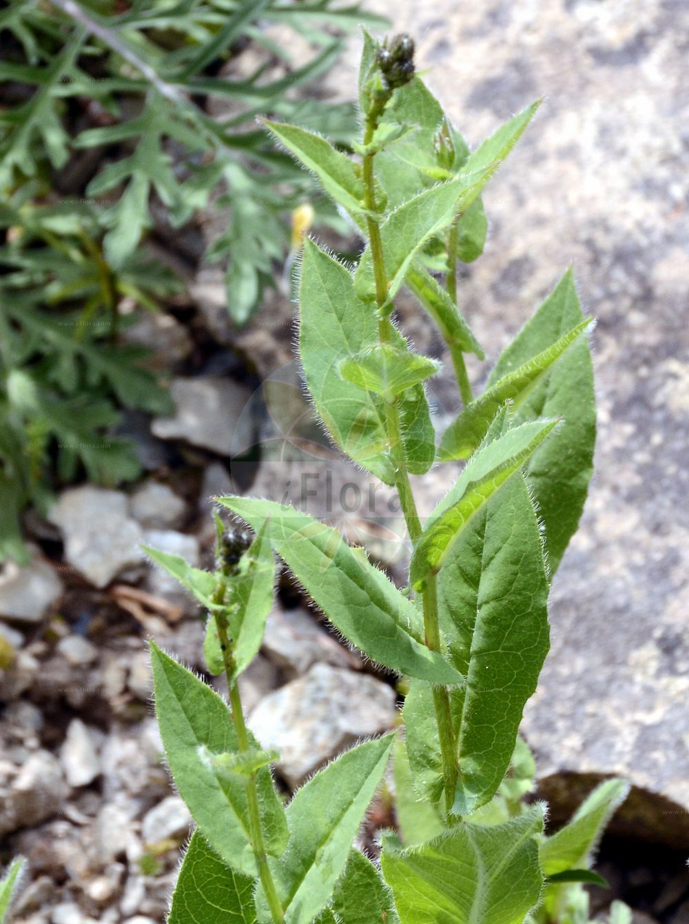 Foto von Hieracium prenanthoides (Hasenlattich-Habichtskraut - Prenanth Hawkweed). Das Foto wurde in Dresden, Sachsen, Deutschland aufgenommen. ---- Photo of Hieracium prenanthoides (Hasenlattich-Habichtskraut - Prenanth Hawkweed). The picture was taken in Dresden, Sachsen, Germany.(Hieracium prenanthoides,Hasenlattich-Habichtskraut,Prenanth Hawkweed,Hieracium prenanthoides,Hasenlattich-Habichtskraut,Prenanth Hawkweed,Hieracium,Habichtskraut,Hawkweeds,Asteraceae,Korbblütengewächse,Daisy family)