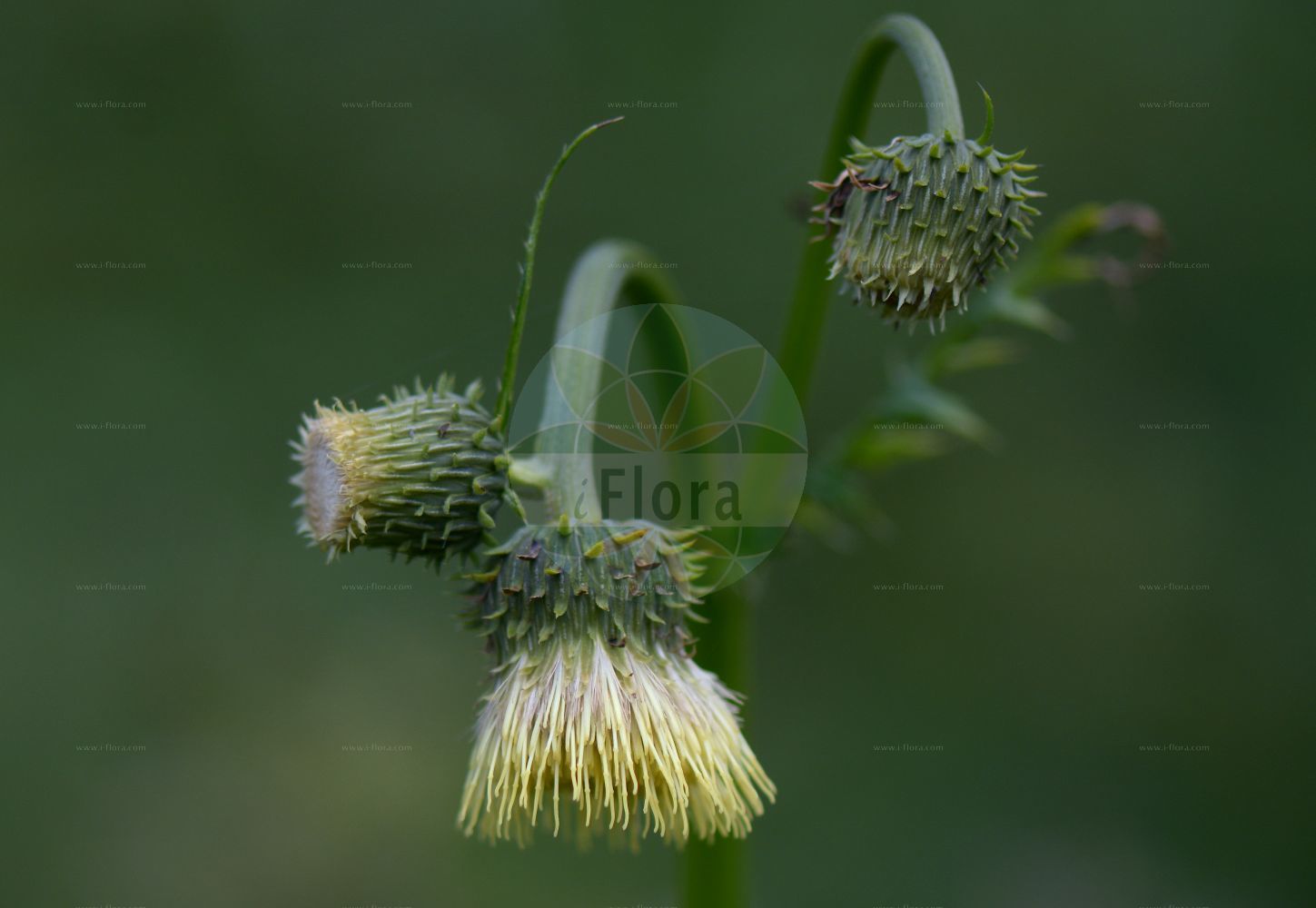 Foto von Cirsium erisithales (Kleb-Kratzdistel - Yellow Thistle). Das Foto wurde in Monte Bondeone, Provincia Autonoma di Trento, Italien, Alpen aufgenommen. ---- Photo of Cirsium erisithales (Kleb-Kratzdistel - Yellow Thistle). The picture was taken in Monte Bondeone, Provincia Autonoma di Trento, Italy, Alps.(Cirsium erisithales,Kleb-Kratzdistel,Yellow Thistle,Carduus erisithales,Cirsium erisithales,Kleb-Kratzdistel,Yellow Thistle,Cirsium,Kratzdistel,Thistle,Asteraceae,Korbblütengewächse,Daisy family)
