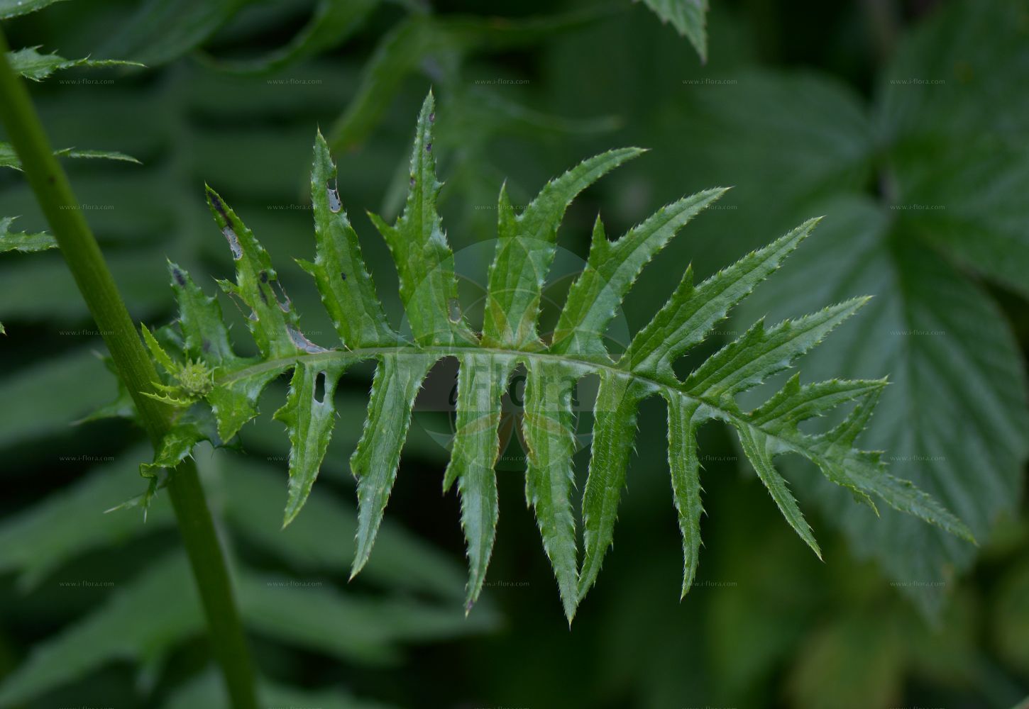 Foto von Cirsium erisithales (Kleb-Kratzdistel - Yellow Thistle). Das Foto wurde in Monte Bondeone, Provincia Autonoma di Trento, Italien, Alpen aufgenommen. ---- Photo of Cirsium erisithales (Kleb-Kratzdistel - Yellow Thistle). The picture was taken in Monte Bondeone, Provincia Autonoma di Trento, Italy, Alps.(Cirsium erisithales,Kleb-Kratzdistel,Yellow Thistle,Carduus erisithales,Cirsium erisithales,Kleb-Kratzdistel,Yellow Thistle,Cirsium,Kratzdistel,Thistle,Asteraceae,Korbblütengewächse,Daisy family)