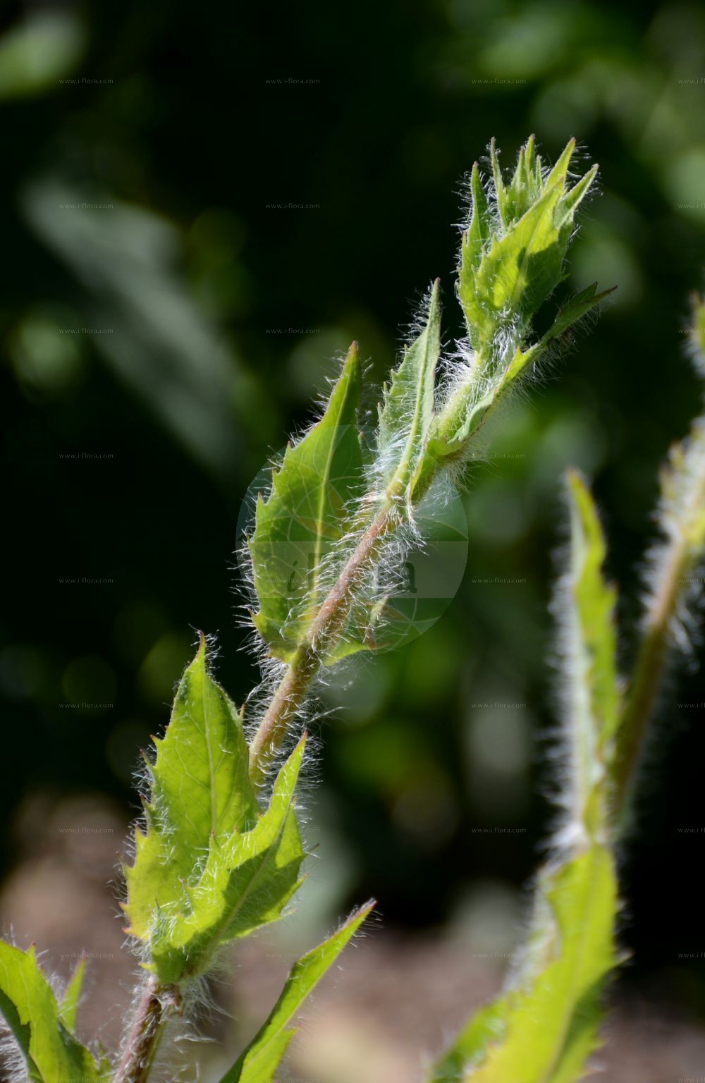 Foto von Hieracium sabaudum (Savoyer Habichtskraut - Savoy Hawkweed). Das Foto wurde in Hohenheim, Baden-Württemberg, Deutschland aufgenommen. ---- Photo of Hieracium sabaudum (Savoyer Habichtskraut - Savoy Hawkweed). The picture was taken in Hohenheim, Baden-Wuerttemberg, Germany.(Hieracium sabaudum,Savoyer Habichtskraut,Savoy Hawkweed,Hieracium autumnale,Hieracium bladonii,Hieracium melanocalathium,Hieracium platyphyllum,Hieracium sabaudum,Hieracium silvestre,Hieracium valdefoliosum,Savoyer Habichtskraut,Savoy Hawkweed,Hieracium,Habichtskraut,Hawkweeds,Asteraceae,Korbblütengewächse,Daisy family)