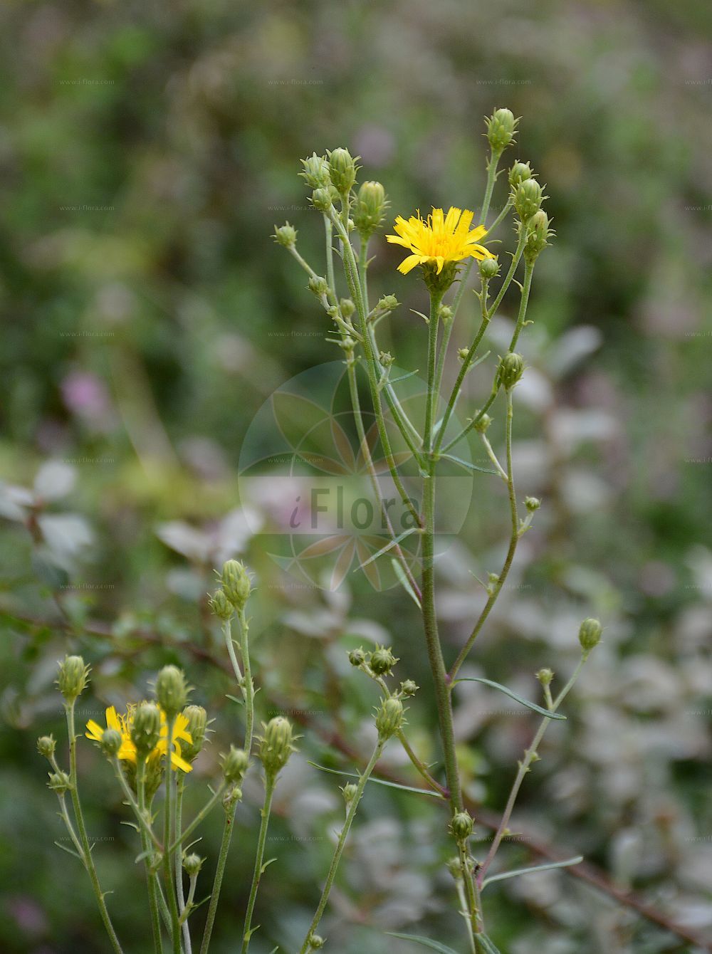 Foto von Hieracium umbellatum (Doldiges Habichtskraut - Umbellate Hawkweed). Das Foto wurde in Berlin, Deutschland aufgenommen. ---- Photo of Hieracium umbellatum (Doldiges Habichtskraut - Umbellate Hawkweed). The picture was taken in Berlin, Germany.(Hieracium umbellatum,Doldiges Habichtskraut,Umbellate Hawkweed,Hieracium coronopifolium,Hieracium dunale,Hieracium hispidum,Hieracium lactaris,Hieracium largum,Hieracium monticola,Hieracium pervagum,Hieracium salicifolium,Hieracium serotinum,Hieracium umbellatum,Hieracium umbellatum subsp. sublittorale,,Doldiges Habichtskraut,Umbellate Hawkweed,Hieracium,Habichtskraut,Hawkweeds,Asteraceae,Korbblütengewächse,Daisy family)