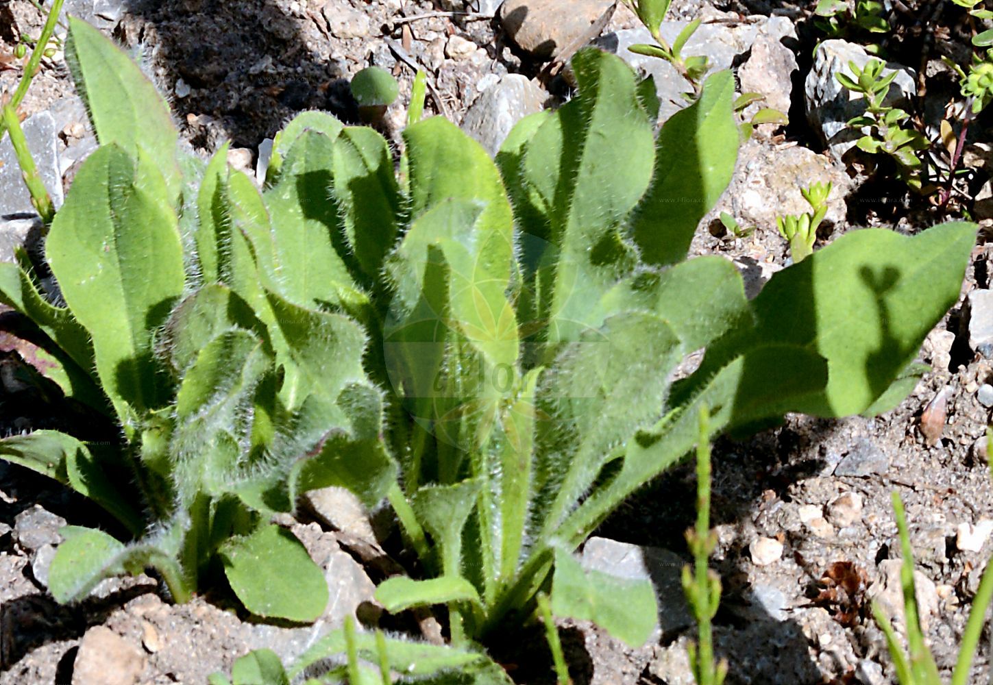 Foto von Hieracium valdepilosum (Starkbehaartes Habichtskraut - Hirsute Hawkweed). Das Foto wurde in Berlin, Deutschland aufgenommen. ---- Photo of Hieracium valdepilosum (Starkbehaartes Habichtskraut - Hirsute Hawkweed). The picture was taken in Berlin, Germany.(Hieracium valdepilosum,Starkbehaartes Habichtskraut,Hirsute Hawkweed,Hieracium valdepilosum,Starkbehaartes Habichtskraut,Hirsute Hawkweed,Hieracium,Habichtskraut,Hawkweeds,Asteraceae,Korbblütengewächse,Daisy family)