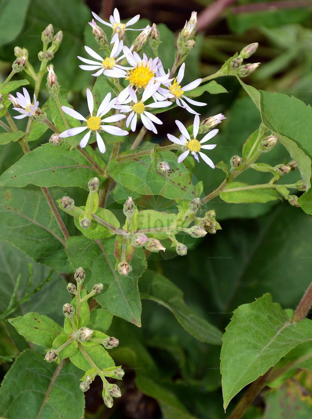 Foto von Eurybia macrophylla (Herzblättrige Aster - Large-leaved Aster). Das Foto wurde in Münster, Nordrhein-Westfalen, Deutschland aufgenommen. ---- Photo of Eurybia macrophylla (Herzblättrige Aster - Large-leaved Aster). The picture was taken in Muenster, North Rhine-Westphalia, Germany.(Eurybia macrophylla,Herzblättrige Aster,Large-leaved Aster,Aster macrophyllus,Eurybia macrophylla,Herzblaettrige Aster,Large-leaved Aster,Bigleaf Aster,Eurybia,Gewöhnlicher Wasserdost,Asteraceae,Korbblütengewächse,Daisy family)