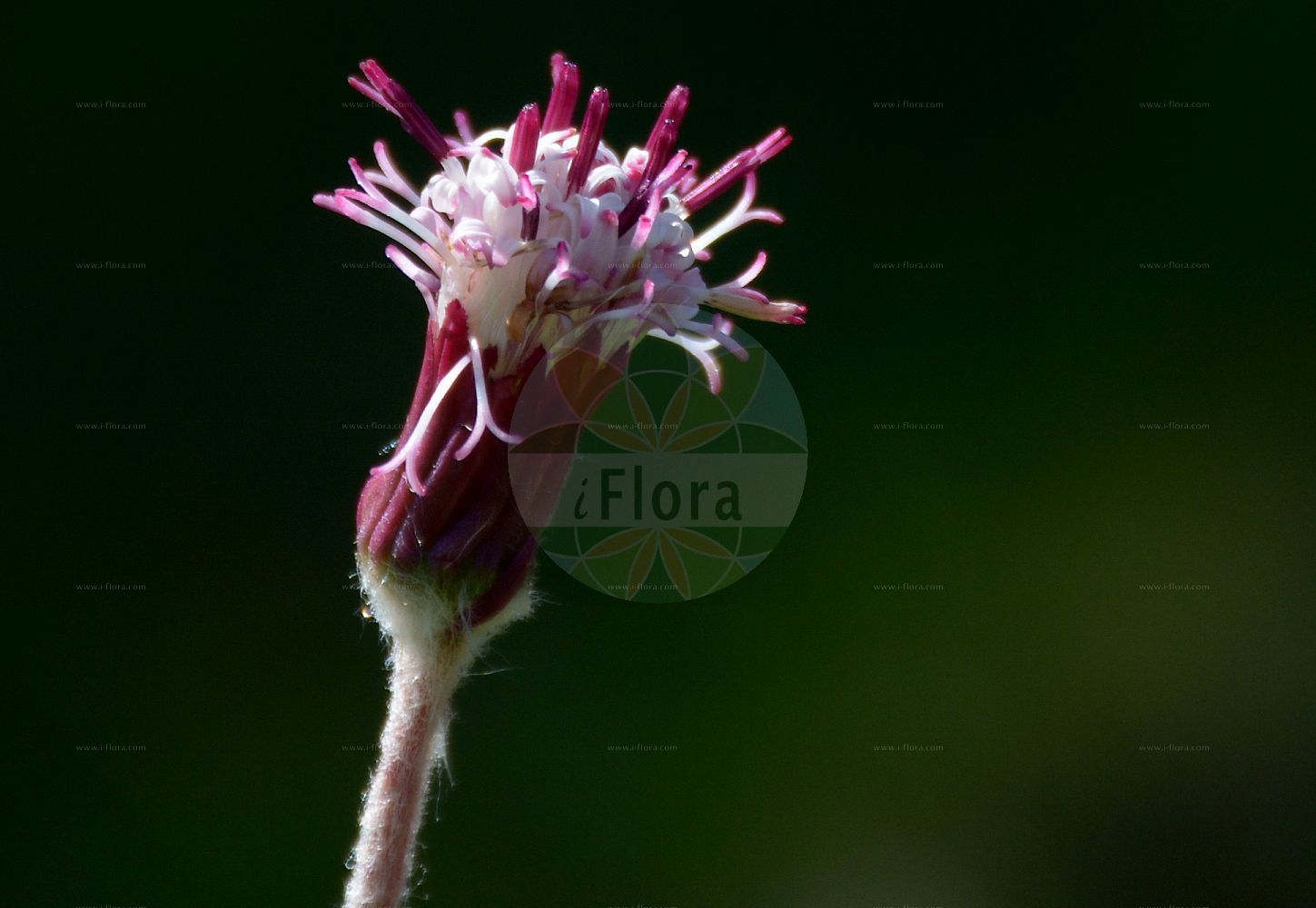 Foto von Homogyne alpina (Grüner Alpenlattich - Purple Colt's-foot). Das Foto wurde in Schachen, Garmisch-Partenkirchen, Bayern, Deutschland, Alpen aufgenommen. ---- Photo of Homogyne alpina (Grüner Alpenlattich - Purple Colt's-foot). The picture was taken in Schachen, Garmisch-Partenkirchen, Bavaria, Germany, Alps.(Homogyne alpina,Grüner Alpenlattich,Purple Colt's-foot,Homogyne alpina,Tussilago alpina,Tussilago sylvestris,Gruener Alpenlattich,Alpen-Brandlattich,Gruener Brandlattich,Purple Colt's-foot,Alpine Coltsfoot,Purple Colt's-foo,Homogyne,Alpenlattich,Coltsfoot,Asteraceae,Korbblütengewächse,Daisy family)