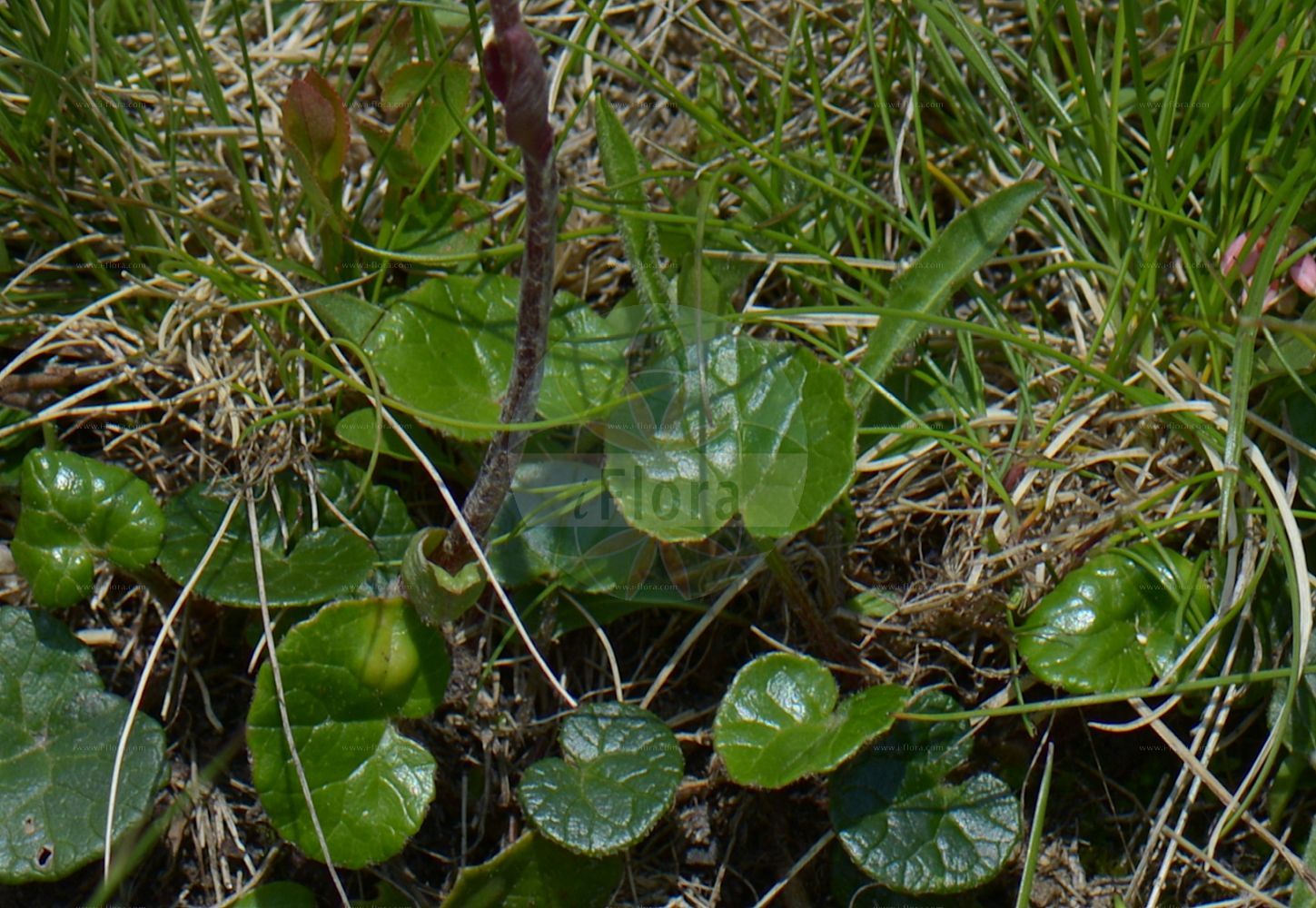 Foto von Homogyne alpina (Grüner Alpenlattich - Purple Colt's-foot). Das Foto wurde in Vandans, Bludenz, Vorarlberg, Österreich, Alpen aufgenommen. ---- Photo of Homogyne alpina (Grüner Alpenlattich - Purple Colt's-foot). The picture was taken in Vandans, Bludenz, Vorarlberg, Austria, Alps.(Homogyne alpina,Grüner Alpenlattich,Purple Colt's-foot,Homogyne alpina,Tussilago alpina,Tussilago sylvestris,Gruener Alpenlattich,Alpen-Brandlattich,Gruener Brandlattich,Purple Colt's-foot,Alpine Coltsfoot,Purple Colt's-foo,Homogyne,Alpenlattich,Coltsfoot,Asteraceae,Korbblütengewächse,Daisy family)