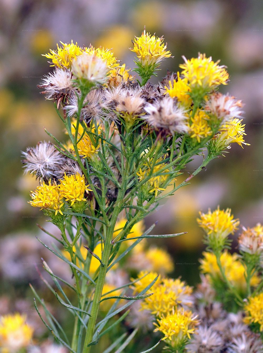 Foto von Galatella linosyris (Gold-Aster - Goldilocks Aster). Das Foto wurde in Berlin, Deutschland aufgenommen. ---- Photo of Galatella linosyris (Gold-Aster - Goldilocks Aster). The picture was taken in Berlin, Germany.(Galatella linosyris,Gold-Aster,Goldilocks Aster,Aster liburnicus,Aster savii,Chrysocoma liburnica,Chrysocoma linosyris,Chrysocoma palustris,Crinitaria linosyris,Crinitina linosyris,Galatella linosyris,Linosyris vulgaris,Gold-Aster,Goldschopf,Goldschopf-Aster,Goldilocks Aster,European Goldilocks,Goldilocks,Galatella,Aster,Asteraceae,Korbblütengewächse,Daisy family)
