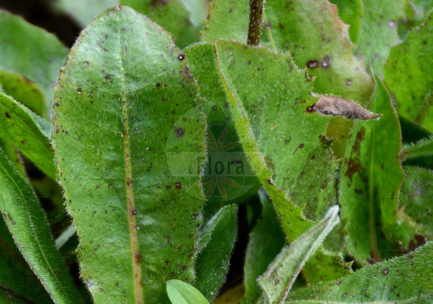 Foto von Hypochaeris maculata (Geflecktes Ferkelkraut - Spotted Cat's-ear). Das Foto wurde in Schynige Platte, Interlaken, Bern, Schweiz aufgenommen. ---- Photo of Hypochaeris maculata (Geflecktes Ferkelkraut - Spotted Cat's-ear). The picture was taken in Schynige Platte, Interlaken, Bern, Switzerland.(Hypochaeris maculata,Geflecktes Ferkelkraut,Spotted Cat's-ear,Achyrophorus maculatus,Hypochaeris carpathica,Hypochaeris maculata,Trommsdorffia maculata,Geflecktes Ferkelkraut,Spotted Cat's-ear,White Cat's-ear,Spooted Cat's Ear,Hypochaeris,Ferkelkraut,Cat's Ear,Asteraceae,Korbblütengewächse,Daisy family)