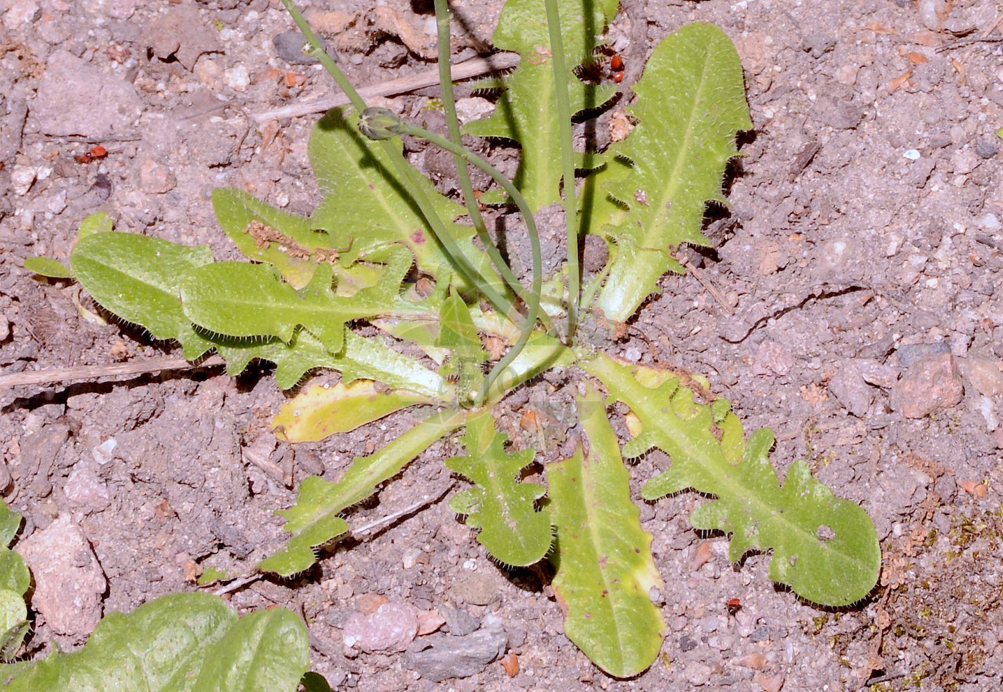 Foto von Hypochaeris radicata (Gewöhnliches Ferkelkraut - Cat's-ear). Das Foto wurde in Dresden, Sachsen, Deutschland aufgenommen. ---- Photo of Hypochaeris radicata (Gewöhnliches Ferkelkraut - Cat's-ear). The picture was taken in Dresden, Sachsen, Germany.(Hypochaeris radicata,Gewöhnliches Ferkelkraut,Cat's-ear,Hypochaeris neapolitana,Hypochaeris radicata,Porcellites radicata,Seriola caespitosa,Gewoehnliches Ferkelkraut,Cat's-ear,Hairy Cat's Ear,Cat's-ear Dandelion,Common Cat's-ear,Flatweed,Gosmore,Hairy Wild Lettuce,Spotted Cat's-ear,Hypochaeris,Ferkelkraut,Cat's Ear,Asteraceae,Korbblütengewächse,Daisy family)