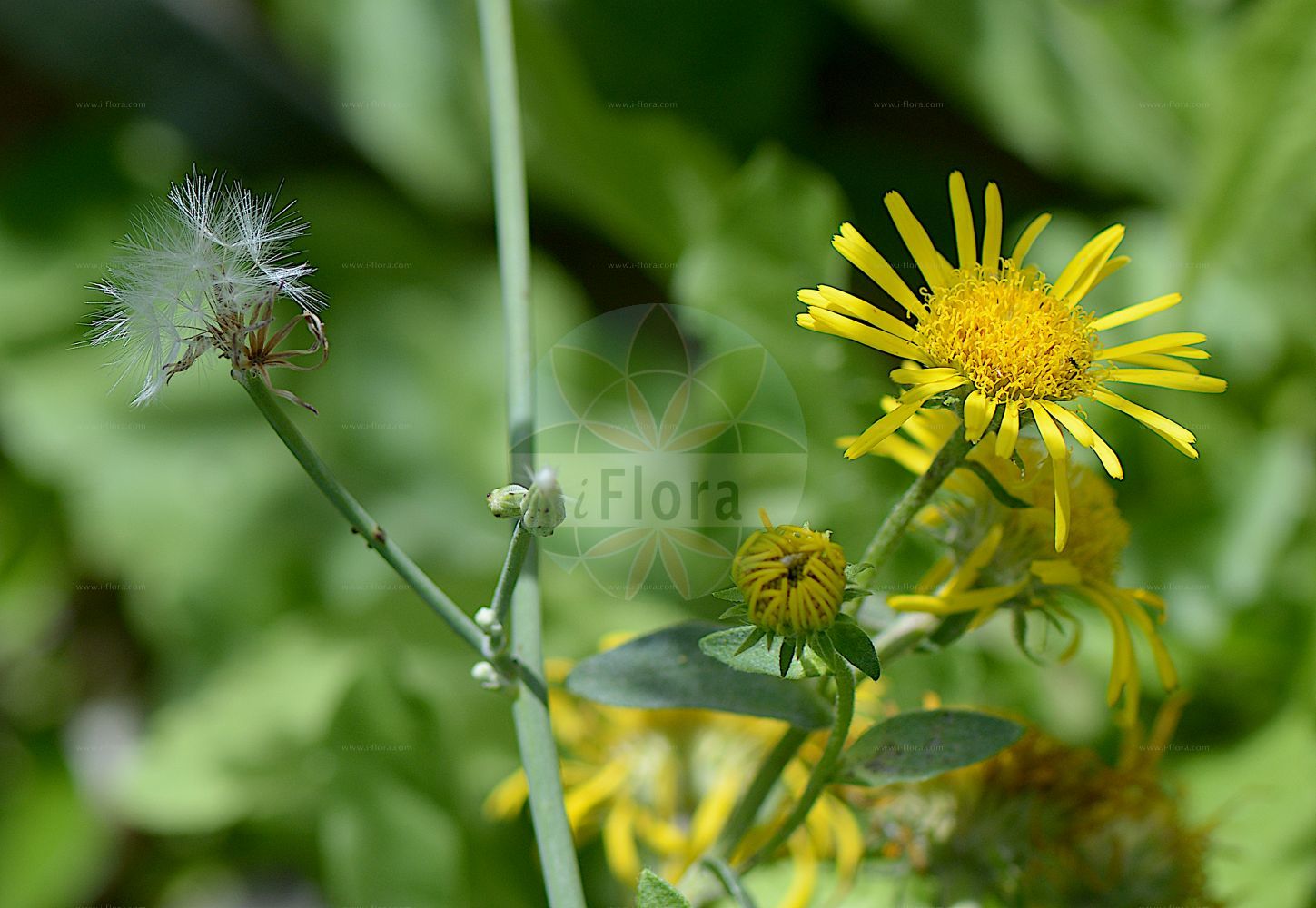 Foto von Inula britannica (Wiesen-Alant - Meadow Fleabane). Das Foto wurde in Bonn, Nordrhein-Westfalen, Deutschland aufgenommen. ---- Photo of Inula britannica (Wiesen-Alant - Meadow Fleabane). The picture was taken in Bonn, North Rhine-Westphalia, Germany.(Inula britannica,Wiesen-Alant,Meadow Fleabane,Inula britannica,Inula dichotoma,Wiesen-Alant,Englischer Tragant,Ufer-Alant,Meadow Fleabane,British Elecampane,British Yellowhead,Inula,Alant,Yellowhead,Asteraceae,Korbblütengewächse,Daisy family)