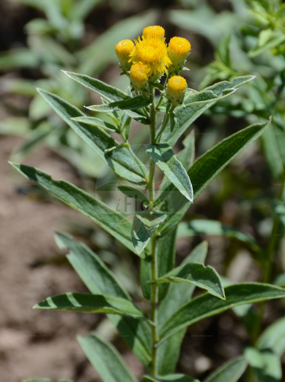 Foto von Inula germanica (Deutscher Alant - German Fleabane). Das Foto wurde in Mainz, Rheinland-Pfalz, Deutschland aufgenommen. ---- Photo of Inula germanica (Deutscher Alant - German Fleabane). The picture was taken in Mainz, Rhineland-Palatinate, Germany.(Inula germanica,Deutscher Alant,German Fleabane,Inula germanica,Deutscher Alant,German Fleabane,Inula,Alant,Yellowhead,Asteraceae,Korbblütengewächse,Daisy family)