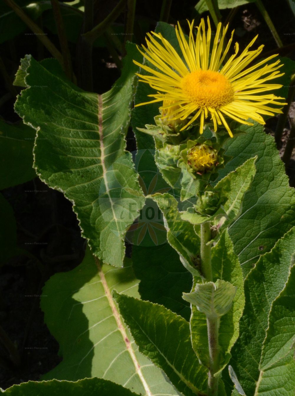 Foto von Inula helenium (Echter Alant - Elecampane). Das Foto wurde in Berlin, Deutschland aufgenommen. ---- Photo of Inula helenium (Echter Alant - Elecampane). The picture was taken in Berlin, Germany.(Inula helenium,Echter Alant,Elecampane,Inula helenium,Echter Alant,Elecampane,Elecampane Inula,Elf-dock,Horse-heal,Scabwort,Inula,Alant,Yellowhead,Asteraceae,Korbblütengewächse,Daisy family)