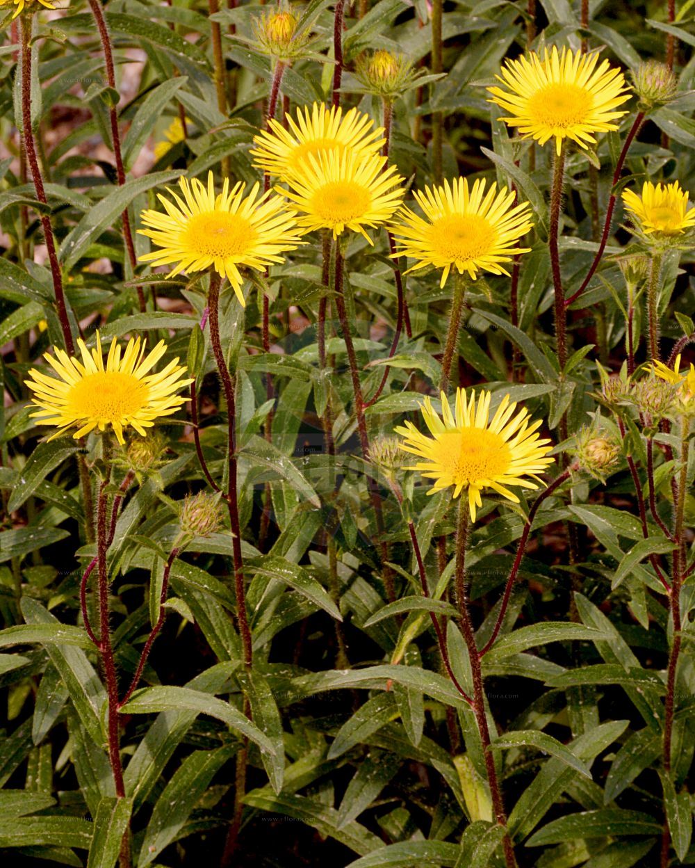 Foto von Inula hirta (Rauhhaariger Alant - Hairy Fleabane). Das Foto wurde in Dresden, Sachsen, Deutschland aufgenommen. ---- Photo of Inula hirta (Rauhhaariger Alant - Hairy Fleabane). The picture was taken in Dresden, Sachsen, Germany.(Inula hirta,Rauhhaariger Alant,Hairy Fleabane,Inula hirta,Jacobaea hirta,Rauhhaariger Alant,Rauhaariger Alant,Hairy Fleabane,Inula,Alant,Yellowhead,Asteraceae,Korbblütengewächse,Daisy family)