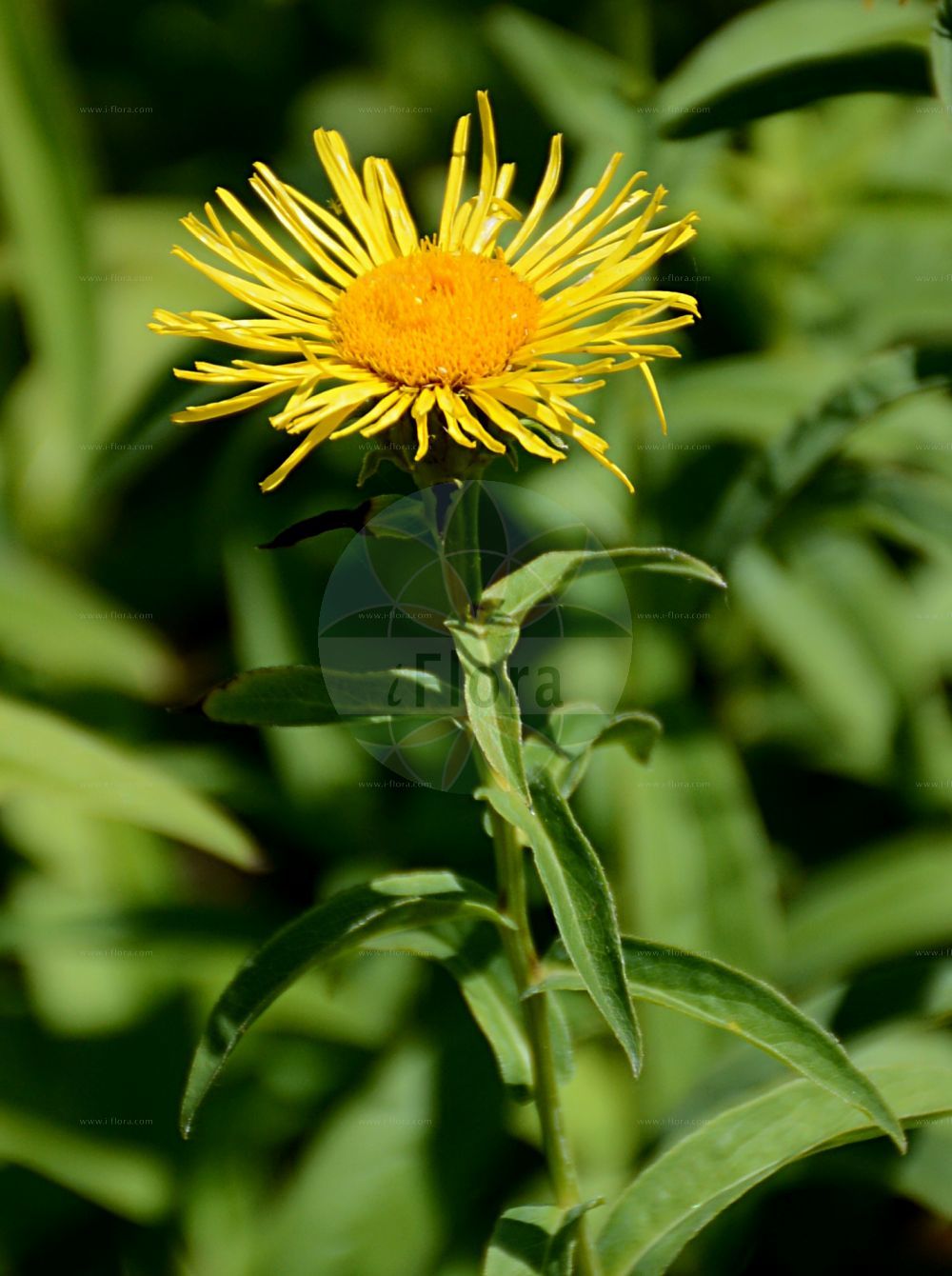 Foto von Inula salicina (Weidenblättriger Alant - Irish Fleabane). Das Foto wurde in Mainz, Rheinland-Pfalz, Deutschland aufgenommen. ---- Photo of Inula salicina (Weidenblättriger Alant - Irish Fleabane). The picture was taken in Mainz, Rhineland-Palatinate, Germany.(Inula salicina,Weidenblättriger Alant,Irish Fleabane,Jacobaea salicina,Inula salicina,Weidenblaettriger Alant,Irish Fleabane,Willowleaf Yellowhead,Willow-leaved Inula,Inula,Alant,Yellowhead,Asteraceae,Korbblütengewächse,Daisy family)