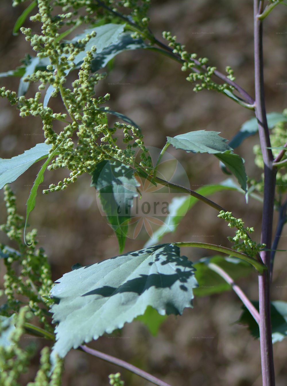 Foto von Iva xanthiifolia (Spitzblättriges Schlagkraut - Marsh-elder). Das Foto wurde in Nancy, Grand Est, Frankreich aufgenommen. ---- Photo of Iva xanthiifolia (Spitzblättriges Schlagkraut - Marsh-elder). The picture was taken in Nancy, Grand Est, France.(Iva xanthiifolia,Spitzblättriges Schlagkraut,Marsh-elder,Cyclachaena xanthiifolia,Iva xanthiifolia,Spitzblaettriges Schlagkraut,Ive,Schlagkraut,Spitzklettenblaettriges Schlagkraut,Spitzkletten-Rispenkraut,Marsh-elder,Common Marsh Elder,Giant Sumpweed,Iva,Schlagkraut,Marsh Elder,Asteraceae,Korbblütengewächse,Daisy family)