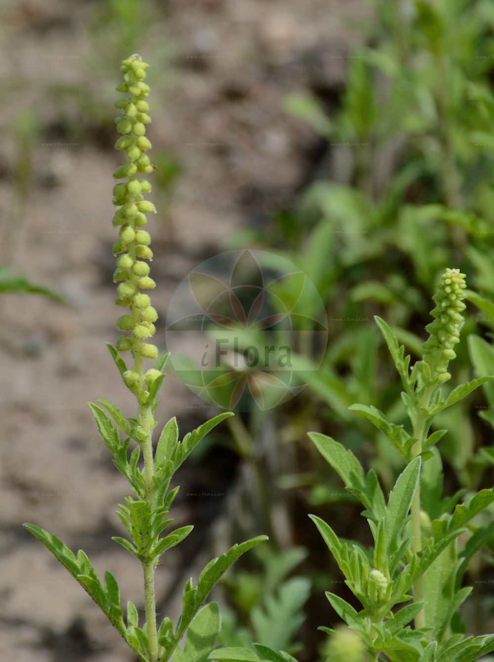 Foto von Ambrosia psilostachya (Stauden-Ambrosie - Perennial Ragweed). Das Foto wurde in Berlin, Deutschland aufgenommen. ---- Photo of Ambrosia psilostachya (Stauden-Ambrosie - Perennial Ragweed). The picture was taken in Berlin, Germany.(Ambrosia psilostachya,Stauden-Ambrosie,Perennial Ragweed,Ambrosia coronopifolia,Ambrosia psilostachya,Stauden-Ambrosie,Ausdauernde Ambrosie,Ausdauerndes Taubenkraut,Ausdauerndes Traubenkraut,Perennial Ragweed,Cuman Ragweed,Western Ragweed,Ambrosia,Ambrosie,Ragweed,Asteraceae,Korbblütengewächse,Daisy family)