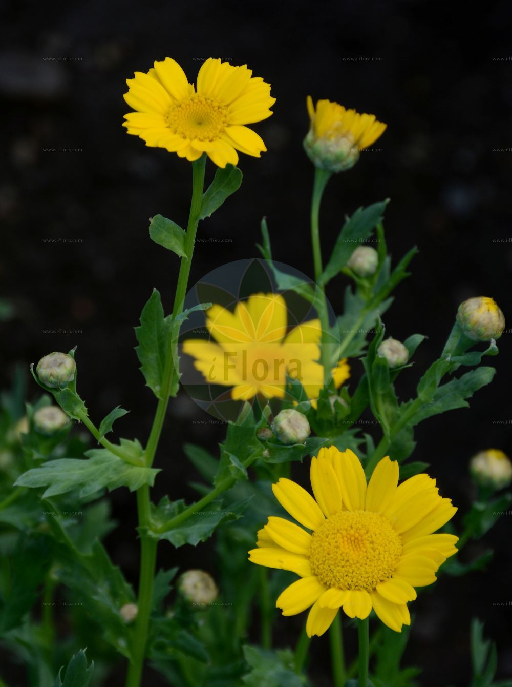 Foto von Glebionis segetum (Saat-Wucherblume - Corn Marigold). Das Foto wurde in Dresden, Sachsen, Deutschland aufgenommen. ---- Photo of Glebionis segetum (Saat-Wucherblume - Corn Marigold). The picture was taken in Dresden, Sachsen, Germany.(Glebionis segetum,Saat-Wucherblume,Corn Marigold,Chrysanthemum holophyllum,Chrysanthemum segetum,Chrysanthemum umbrosum,Glebionis segetum,Pyrethrum umbrosum,Xanthophthalmum segetum,Saat-Wucherblume,Corn Marigold,Corndaisy,Yellow Ox-eye Marigold,Glebionis,Wucherblume,Asteraceae,Korbblütengewächse,Daisy family)