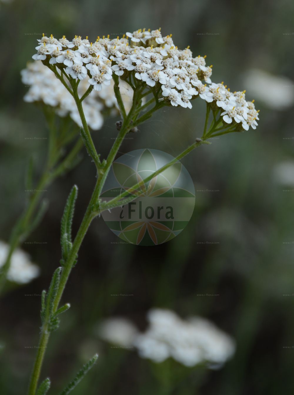 Foto von Achillea pannonica (Ungarische Wiesen-Schafgarbe - Hungarian Yarrow). Das Foto wurde in Berlin, Deutschland aufgenommen. ---- Photo of Achillea pannonica (Ungarische Wiesen-Schafgarbe - Hungarian Yarrow). The picture was taken in Berlin, Germany.(Achillea pannonica,Ungarische Wiesen-Schafgarbe,Hungarian Yarrow,Achillea pannonica,Achillea seidlii,Ungarische Wiesen-Schafgarbe,Pannonische Schafgarbe,Hungarian Yarrow,Achillea,Schafgarbe,Yarrow,Asteraceae,Korbblütengewächse,Daisy family)