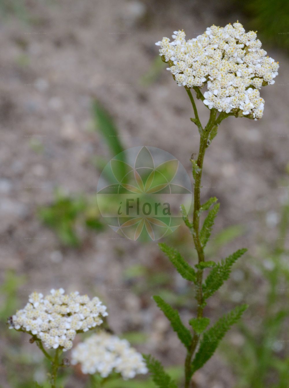Foto von Achillea setacea (Feinblättrige Wiesen-Schafgarbe - Bristly Yarrow). Das Foto wurde in Berlin, Deutschland aufgenommen. ---- Photo of Achillea setacea (Feinblättrige Wiesen-Schafgarbe - Bristly Yarrow). The picture was taken in Berlin, Germany.(Achillea setacea,Feinblättrige Wiesen-Schafgarbe,Bristly Yarrow,Achillea fililoba,Achillea kuemmerleana,Achillea setacea,Feinblaettrige Wiesen-Schafgarbe,Borstenblaettrige Schafgarbe,Feinblaettrige Schafgarbe,Bristly Yarrow,Achillea,Schafgarbe,Yarrow,Asteraceae,Korbblütengewächse,Daisy family)