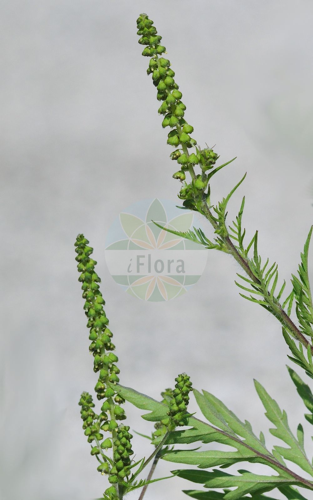Foto von Ambrosia artemisiifolia (Beifußblättrige Ambrosie - Ragweed). Das Foto wurde in Frankfurt, Hessen, Deutschland aufgenommen. ---- Photo of Ambrosia artemisiifolia (Beifußblättrige Ambrosie - Ragweed). The picture was taken in Frankfurt, Hesse, Germany.(Ambrosia artemisiifolia,Beifußblättrige Ambrosie,Ragweed,Ambrosia artemisiifolia,Ambrosia elatior,Beifussblaettrige Ambrosie,Aufrechtes Taubenkraut,Beifussblaettriges Taubenkraut,Beifussblaettriges Traubenkraut,Hohes Taubenkraut.,Wermutblaettrige Ambrosie,Ragweed,Bitterweed,Carrot Weed,Common Ragweed,Hay Fever Weed,Hogweed,Roman Wormwood,Stammerwort,Stickweed,Tassel Weed,Wild Tansy,Wormwood,American Wormwood,Black-weed,Annual Ragweed,Short Ragweed,Low Ragweed,Roman Ragweed,Small Ragweed,Ambrosia,Ambrosie,Ragweed,Asteraceae,Korbblütengewächse,Daisy family)
