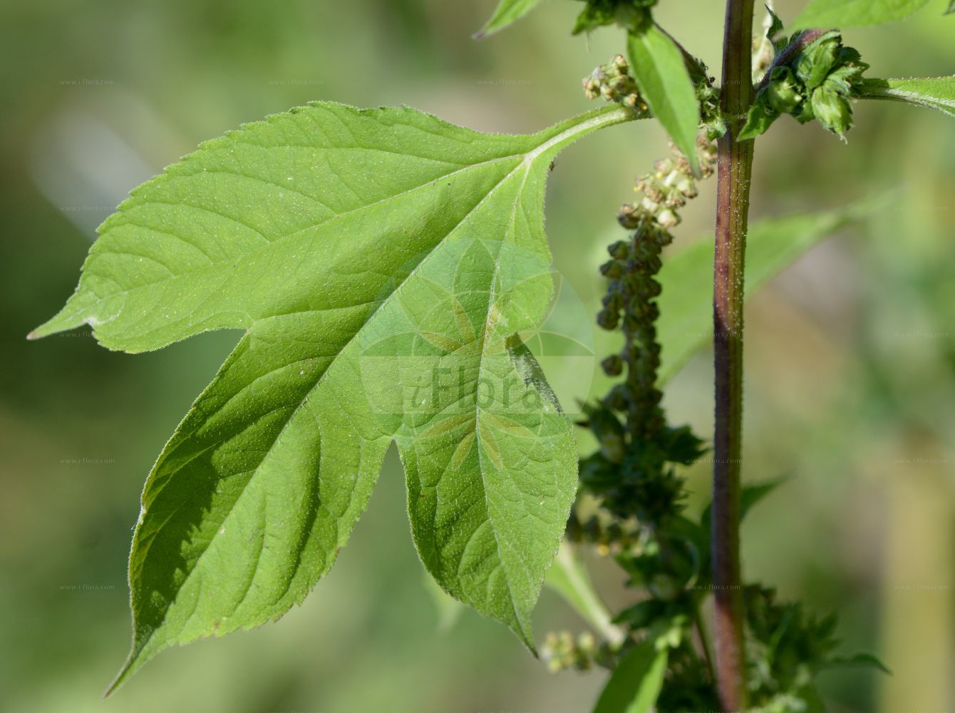 Foto von Ambrosia trifida (Dreilappige Ambrosie - Giant Ragweed). Das Foto wurde in Nancy, Grand Est, Frankreich aufgenommen. ---- Photo of Ambrosia trifida (Dreilappige Ambrosie - Giant Ragweed). The picture was taken in Nancy, Grand Est, France.(Ambrosia trifida,Dreilappige Ambrosie,Giant Ragweed,Ambrosia integrifolia,Ambrosia trifida,Dreilappige Ambrosie,Dreilappiges Taubenkraut,Dreilappiges Traubenkraut,Dreispaltige Ambrosie,Dreispaltiges Taubenkraut,Giant Ragweed,Buffalo Weed,Great Ragweed,Horse Cane,Tall Ambrosia,Crownweed,Horseweed,Wild Hemp,Ambrosia,Ambrosie,Ragweed,Asteraceae,Korbblütengewächse,Daisy family)