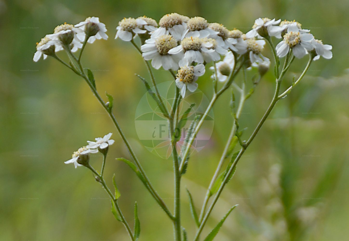 Foto von Achillea ptarmica (Sumpf-Schafgarbe - Sneezewort). Das Foto wurde in Berlin, Deutschland aufgenommen. ---- Photo of Achillea ptarmica (Sumpf-Schafgarbe - Sneezewort). The picture was taken in Berlin, Germany.(Achillea ptarmica,Sumpf-Schafgarbe,Sneezewort,Achillea ptarmica,Ptarmica vulgaris,Sumpf-Schafgarbe,Bertram-Schafgarbe,Sneezewort,Bastard Pellitory,European Pellitory,Wild Pellitory,Fair-maid-Of-France,Goose Tongue,Goose-tongue Yarrow,Marsh Yarrow,Sneezeweed,Sneezewort Yarrow,White Tansy,Achillea,Schafgarbe,Yarrow,Asteraceae,Korbblütengewächse,Daisy family)