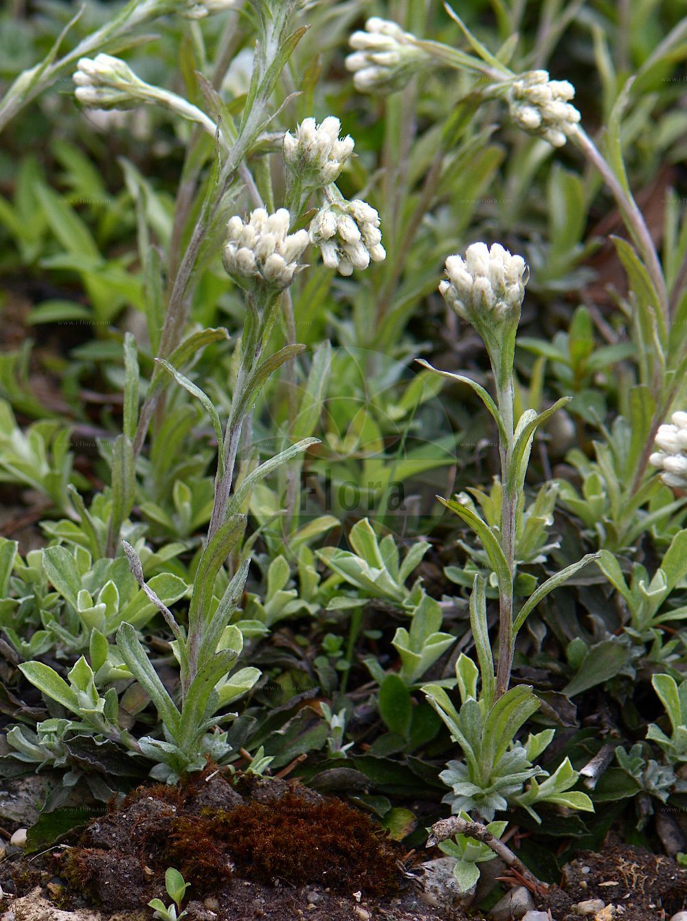 Foto von Antennaria carpatica (Karpaten-Katzenpfötchen - Carpathian Catsfoot). Das Foto wurde in München, Bayern, Deutschland aufgenommen. ---- Photo of Antennaria carpatica (Karpaten-Katzenpfötchen - Carpathian Catsfoot). The picture was taken in Munich, Bavaria, Germany.(Antennaria carpatica,Karpaten-Katzenpfötchen,Carpathian Catsfoot,Antennaria carpatica,Gnaphalium carpaticum,Karpaten-Katzenpfoetchen,Carpathian Catsfoot,Antennaria,Katzenpfötchen,Pussytoes,Asteraceae,Korbblütengewächse,Daisy family)