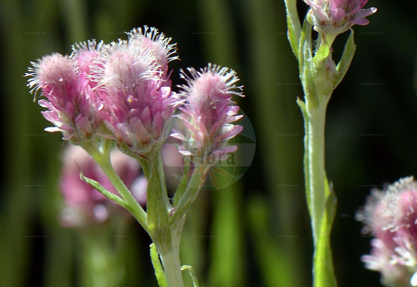 Foto von Antennaria dioica (Gewöhnliches Katzenpfötchen - Mountain Everlasting). Das Foto wurde in Göteborg, Schweden aufgenommen. ---- Photo of Antennaria dioica (Gewöhnliches Katzenpfötchen - Mountain Everlasting). The picture was taken in Gothenburg, Sweden.(Antennaria dioica,Gewöhnliches Katzenpfötchen,Mountain Everlasting,Antennaria dioica,Antennaria hibernica,Antennaria hyperborea,Gnaphalium dioicum,Gewoehnliches Katzenpfoetchen,Mountain Everlasting,Catsfoot,Flat-top Pussytoes,Stoloniferous Pussytoes,Common Pussytoes,Antennaria,Katzenpfötchen,Pussytoes,Asteraceae,Korbblütengewächse,Daisy family)