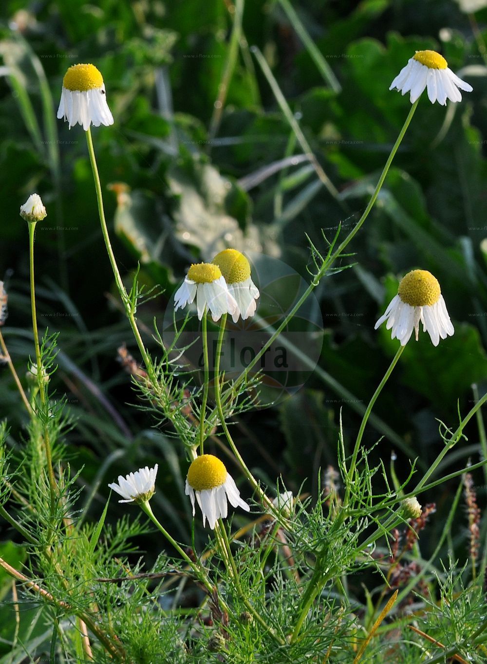 Foto von Anthemis arvensis (Acker-Hundskamille - Corn Chamomile). Das Foto wurde in Hessen, Deutschland, Oberrheinisches Tiefland und Rhein-Main-Ebene, Untermainebene aufgenommen. ---- Photo of Anthemis arvensis (Acker-Hundskamille - Corn Chamomile). The picture was taken in Hesse, Germany, Oberrheinisches Tiefland and Rhein-Main-Ebene, Untermainebene.(Anthemis arvensis,Acker-Hundskamille,Corn Chamomile,Anthemis agrestis,Anthemis anglica,Anthemis arvensis,Anthemis granatensis,Anthemis kitenesis,Anthemis sallei,Acker-Hundskamille,Corn Chamomile,Field Chamomile,Anthemis,Hundskamille,Chamomile,Asteraceae,Korbblütengewächse,Daisy family)