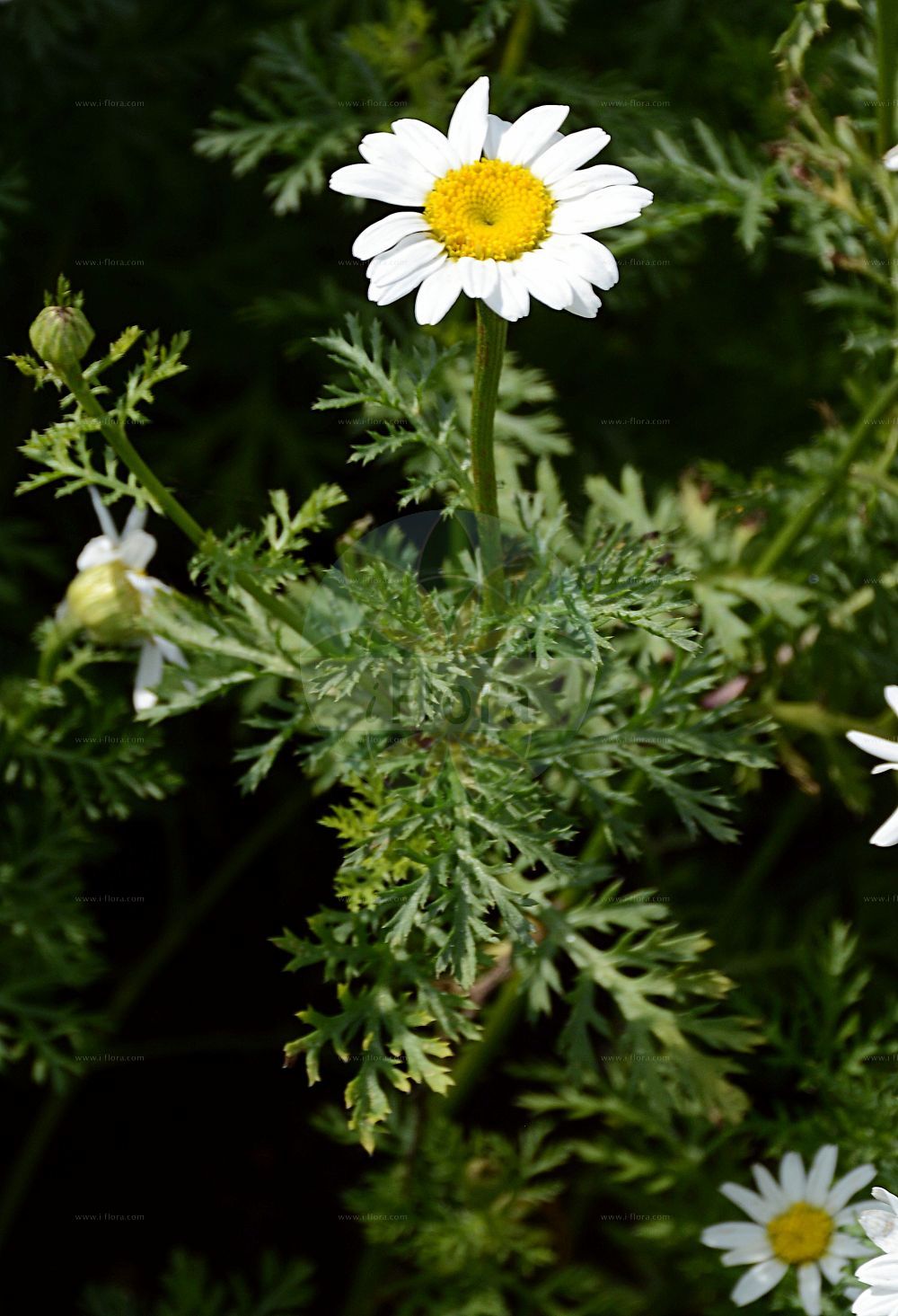 Foto von Anthemis cotula (Stinkende Hundskamille - Stinking Chamomile). Das Foto wurde in Berlin, Deutschland aufgenommen. ---- Photo of Anthemis cotula (Stinkende Hundskamille - Stinking Chamomile). The picture was taken in Berlin, Germany.(Anthemis cotula,Stinkende Hundskamille,Stinking Chamomile,Anthemis cotula,Anthemis psorosperma,Anthemis ramosa,Maruta cotula,Stinkende Hundskamille,Stinking Chamomile,Dog Fennel,Dog's Chamomile,Fetid Mayweed,Mayweed Chamomile,Stinking Mayweed,Anthemis,Hundskamille,Chamomile,Asteraceae,Korbblütengewächse,Daisy family)