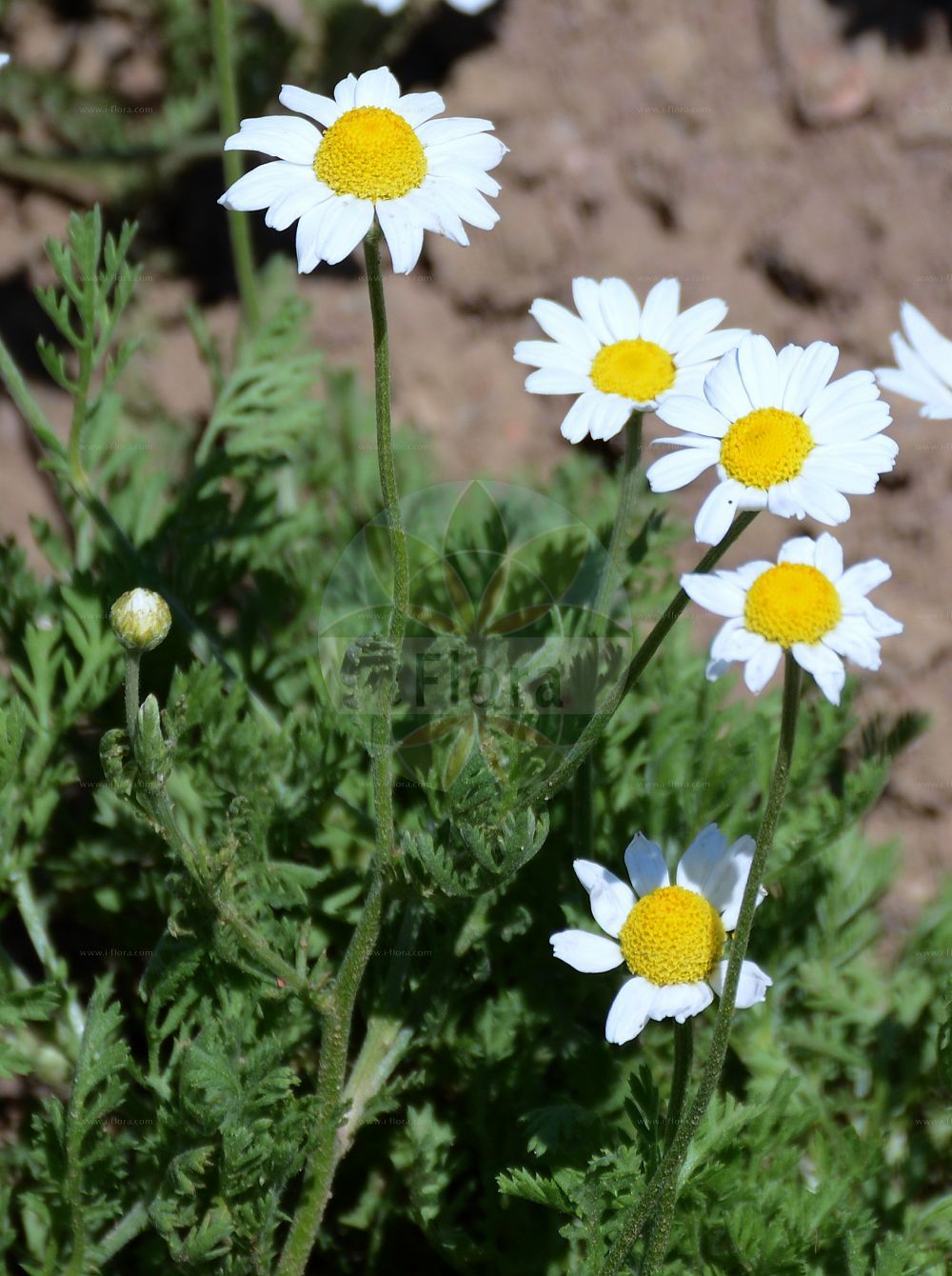 Foto von Anthemis ruthenica (Ruthenische Hundskamille - Ruthenian Chamomile). Das Foto wurde in Mainz, Rheinland-Pfalz, Deutschland aufgenommen. ---- Photo of Anthemis ruthenica (Ruthenische Hundskamille - Ruthenian Chamomile). The picture was taken in Mainz, Rhineland-Palatinate, Germany.(Anthemis ruthenica,Ruthenische Hundskamille,Ruthenian Chamomile,Anthemis neilreichii,Anthemis ruthenica,Ruthenische Hundskamille,Ruthenian Chamomile,Anthemis,Hundskamille,Chamomile,Asteraceae,Korbblütengewächse,Daisy family)