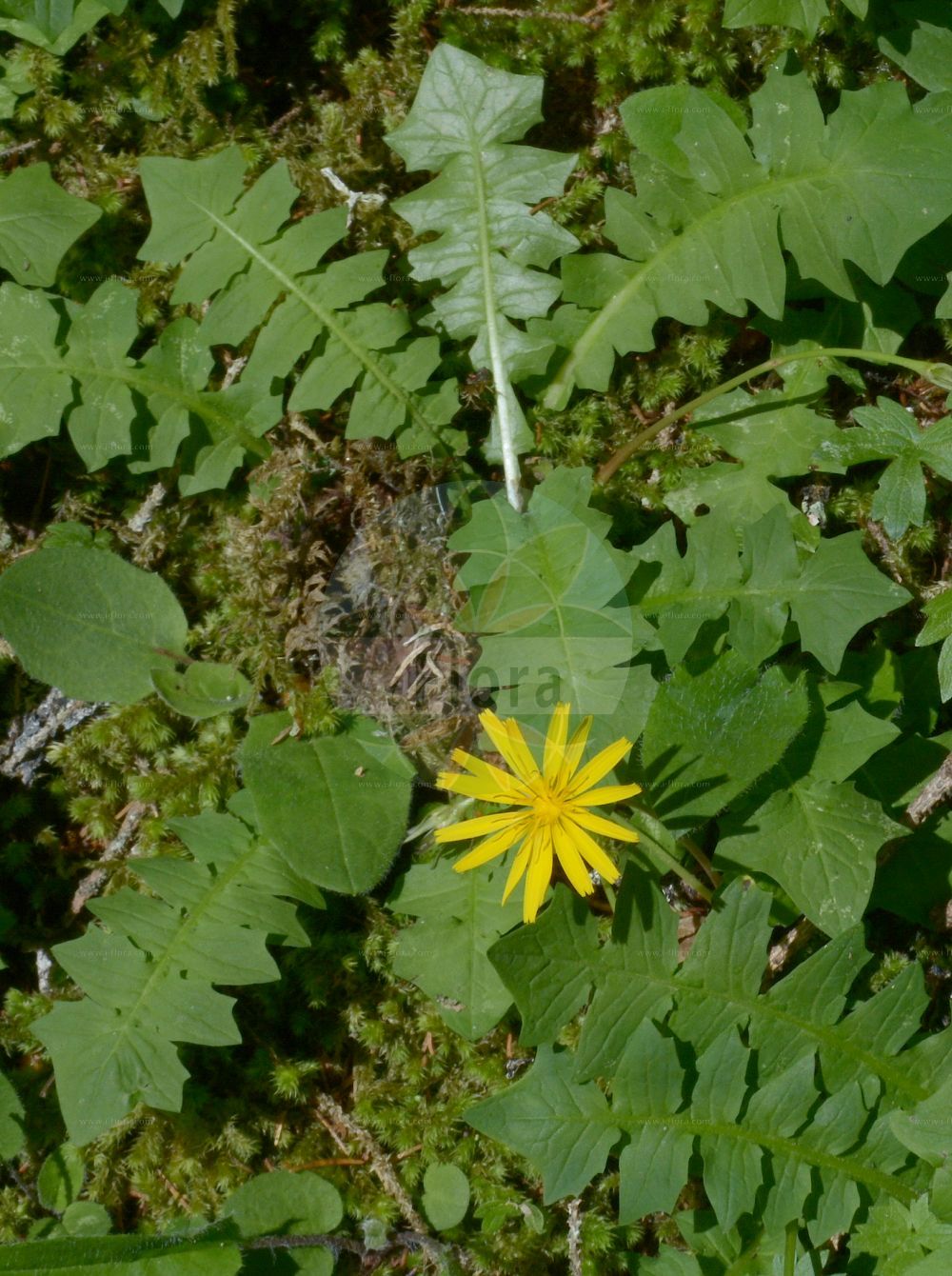Foto von Aposeris foetida (Stinkender Hainsalat - Stinking Aposeris). Das Foto wurde in Schachen, Garmisch-Partenkirchen, Bayern, Deutschland, Alpen aufgenommen. ---- Photo of Aposeris foetida (Stinkender Hainsalat - Stinking Aposeris). The picture was taken in Schachen, Garmisch-Partenkirchen, Bavaria, Germany, Alps.(Aposeris foetida,Stinkender Hainsalat,Stinking Aposeris,Aposeris foetida,Hyoseris foetida,Stinkender Hainsalat,Stinkender Hainlattich,Stinking Aposeris,Aposeris,Hainsalat,Aposeris,Asteraceae,Korbblütengewächse,Daisy family)