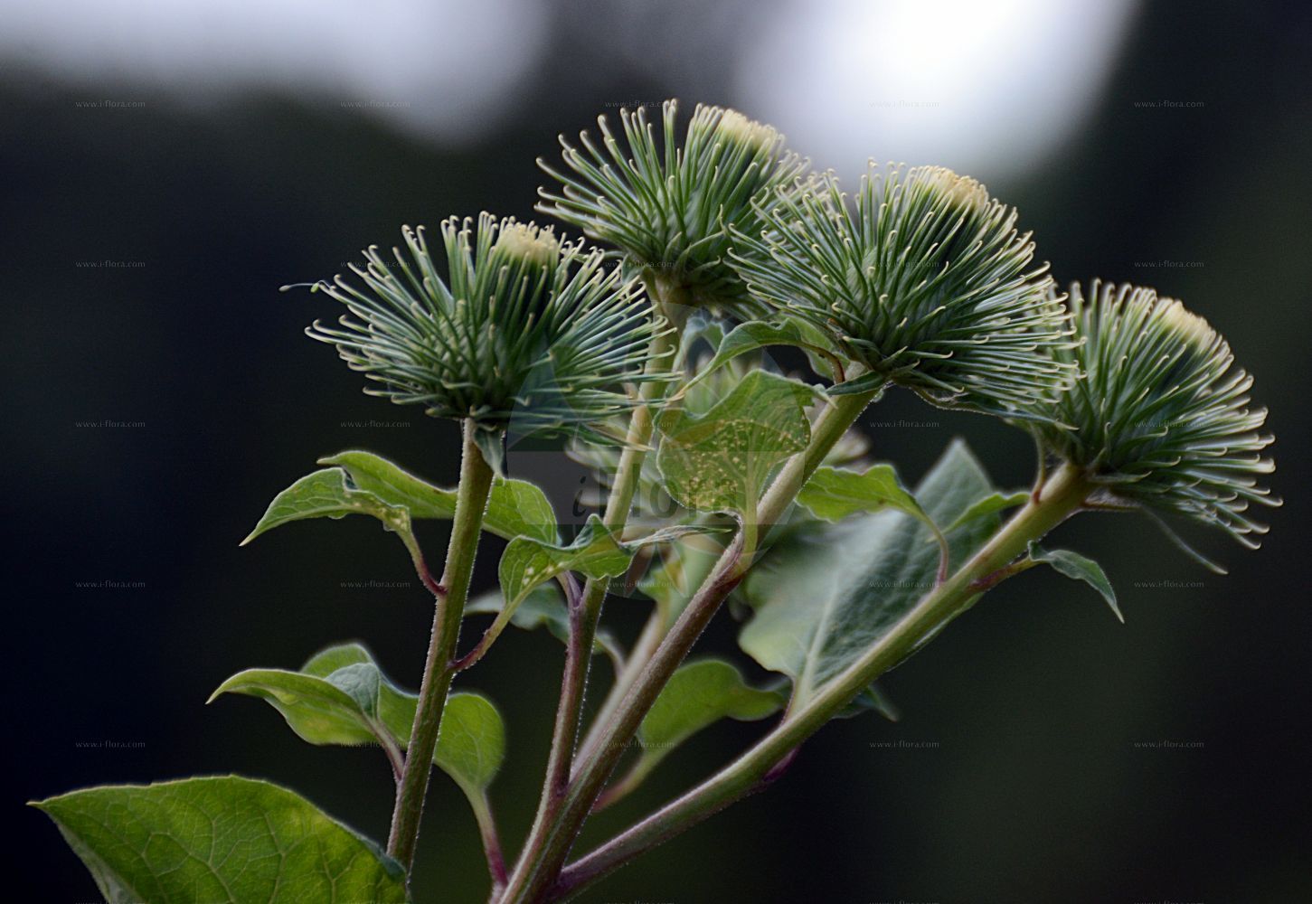 Foto von Arctium lappa (Große Klette - Greater Burdock). Das Foto wurde in Dresden, Sachsen, Deutschland aufgenommen. ---- Photo of Arctium lappa (Große Klette - Greater Burdock). The picture was taken in Dresden, Sachsen, Germany.(Arctium lappa,Große Klette,Greater Burdock,Arctium chaorum,Arctium lappa,Arctium majus,Arctium vulgare,Lappa glabra,Lappa major,Lappa officinalis,Lappa vulgaris,Grosse Klette,Greater Burdock,Edible Burdock,Gobo,Great Burdock,Arctium,Klette,Burdock,Asteraceae,Korbblütengewächse,Daisy family)