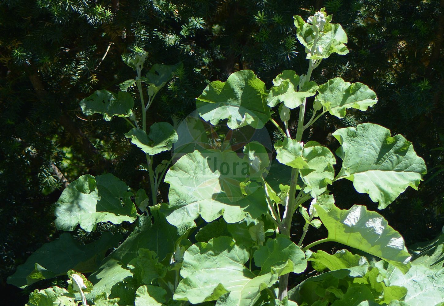 Foto von Arctium lappa (Große Klette - Greater Burdock). Das Foto wurde in Oslo, Norwegen aufgenommen. ---- Photo of Arctium lappa (Große Klette - Greater Burdock). The picture was taken in Oslo, Norway.(Arctium lappa,Große Klette,Greater Burdock,Arctium chaorum,Arctium lappa,Arctium majus,Arctium vulgare,Lappa glabra,Lappa major,Lappa officinalis,Lappa vulgaris,Grosse Klette,Greater Burdock,Edible Burdock,Gobo,Great Burdock,Arctium,Klette,Burdock,Asteraceae,Korbblütengewächse,Daisy family)
