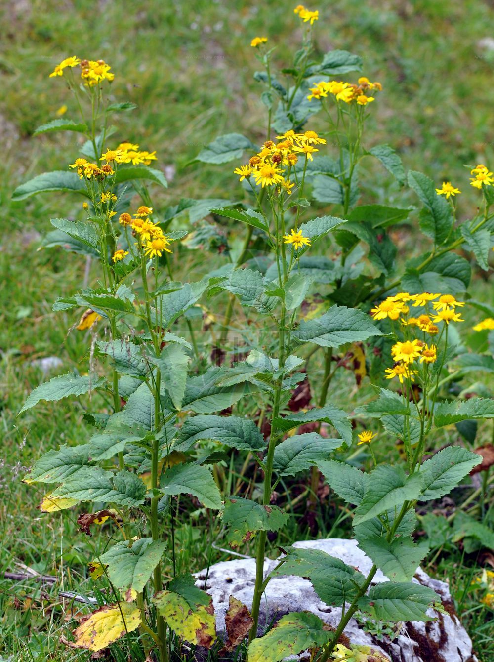 Foto von Jacobaea alpina (Alpen-Greiskraut - Alpine Ragwort). Das Foto wurde in Kleinwalsertal, Mittelberg, Vorarlberg, Österreich, Alpen aufgenommen. ---- Photo of Jacobaea alpina (Alpen-Greiskraut - Alpine Ragwort). The picture was taken in Kleinwalsertal, Mittelberg, Vorarlberg, Austria, Alps.(Jacobaea alpina,Alpen-Greiskraut,Alpine Ragwort,Cineraria alpina,Cineraria cordifolia,Jacobaea alpina,Senecio alpinus,Senecio cordatus,Senecio cordifolius,Solidago alpina,Alpen-Greiskraut,Alpen-Kreuzkraut,Herz-Greiskraut,Alpine Ragwort,Jacobaea,Asteraceae,Korbblütengewächse,Daisy family)