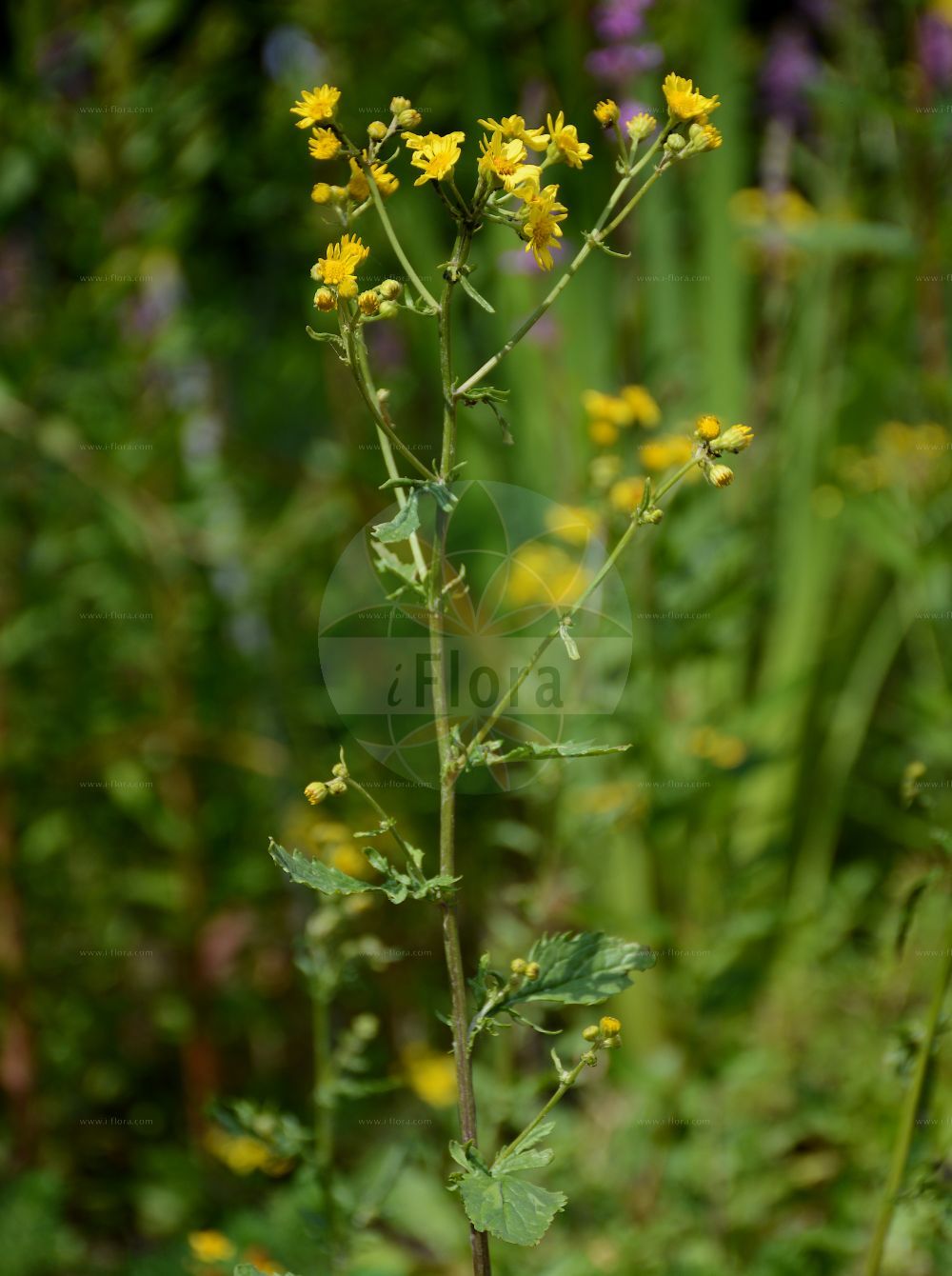 Foto von Jacobaea aquatica (Wasser-Greiskraut - Marsh Ragwort). Das Foto wurde in Berlin, Deutschland aufgenommen. ---- Photo of Jacobaea aquatica (Wasser-Greiskraut - Marsh Ragwort). The picture was taken in Berlin, Germany.(Jacobaea aquatica,Wasser-Greiskraut,Marsh Ragwort,Jacobaea aquatica,Senecio aquaticus,Wasser-Greiskraut,Marsh Ragwort,Water Ragwort,Jacobaea,Asteraceae,Korbblütengewächse,Daisy family)