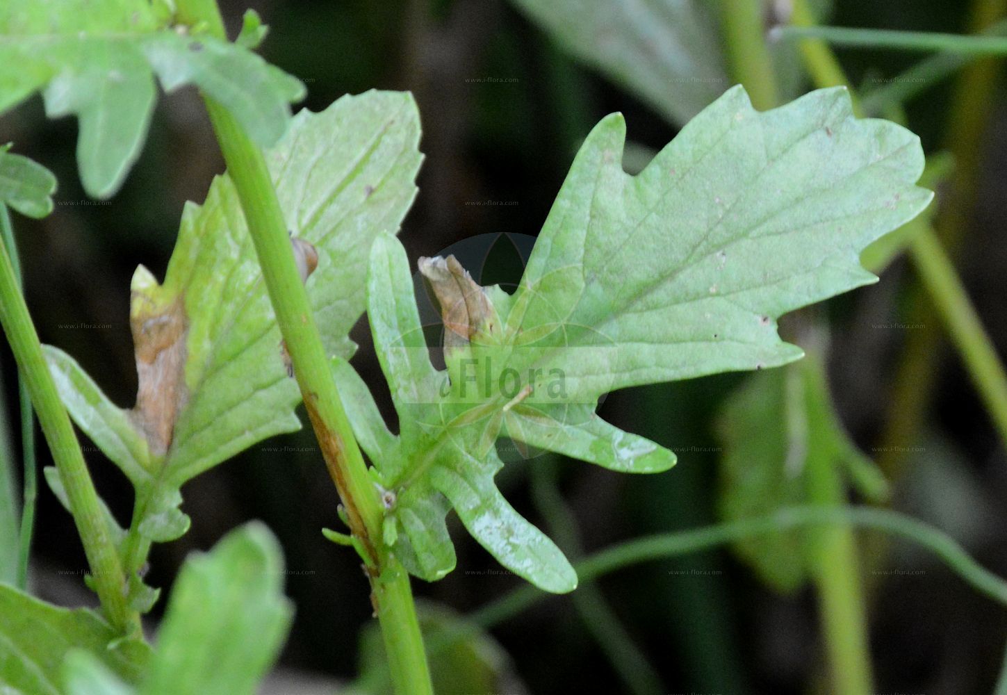 Foto von Jacobaea erratica (Spreizendes Wasser-Greiskraut - Marsh Ragwort). Das Foto wurde in Bern, Schweiz aufgenommen. ---- Photo of Jacobaea erratica (Spreizendes Wasser-Greiskraut - Marsh Ragwort). The picture was taken in Bern, Switzerland.(Jacobaea erratica,Spreizendes Wasser-Greiskraut,Marsh Ragwort,Jacobaea erratica,Senecio barbareifolius,Senecio erraticus,Senecio jacobaea subsp. erraticus,Spreizendes Wasser-Greiskraut,Marsh Ragwort,Jacobaea,Asteraceae,Korbblütengewächse,Daisy family)