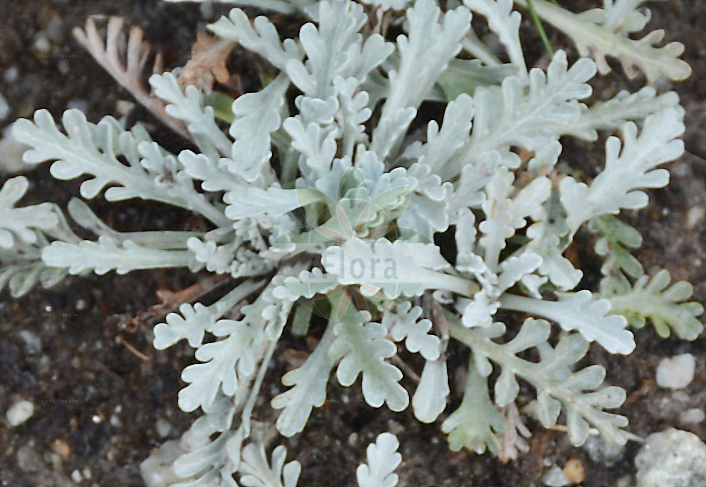 Foto von Jacobaea incana (Krainer Greiskraut - Grey Alpine Groundsel). Das Foto wurde in Schynige Platte, Interlaken, Bern, Schweiz aufgenommen. ---- Photo of Jacobaea incana (Krainer Greiskraut - Grey Alpine Groundsel). The picture was taken in Schynige Platte, Interlaken, Bern, Switzerland.(Jacobaea incana,Krainer Greiskraut,Grey Alpine Groundsel,Jacobaea incana,Senecio incanus,Krainer Greiskraut,Gelber Speik,Weissgraues Greiskraut,Grey Alpine Groundsel,Jacobaea,Asteraceae,Korbblütengewächse,Daisy family)