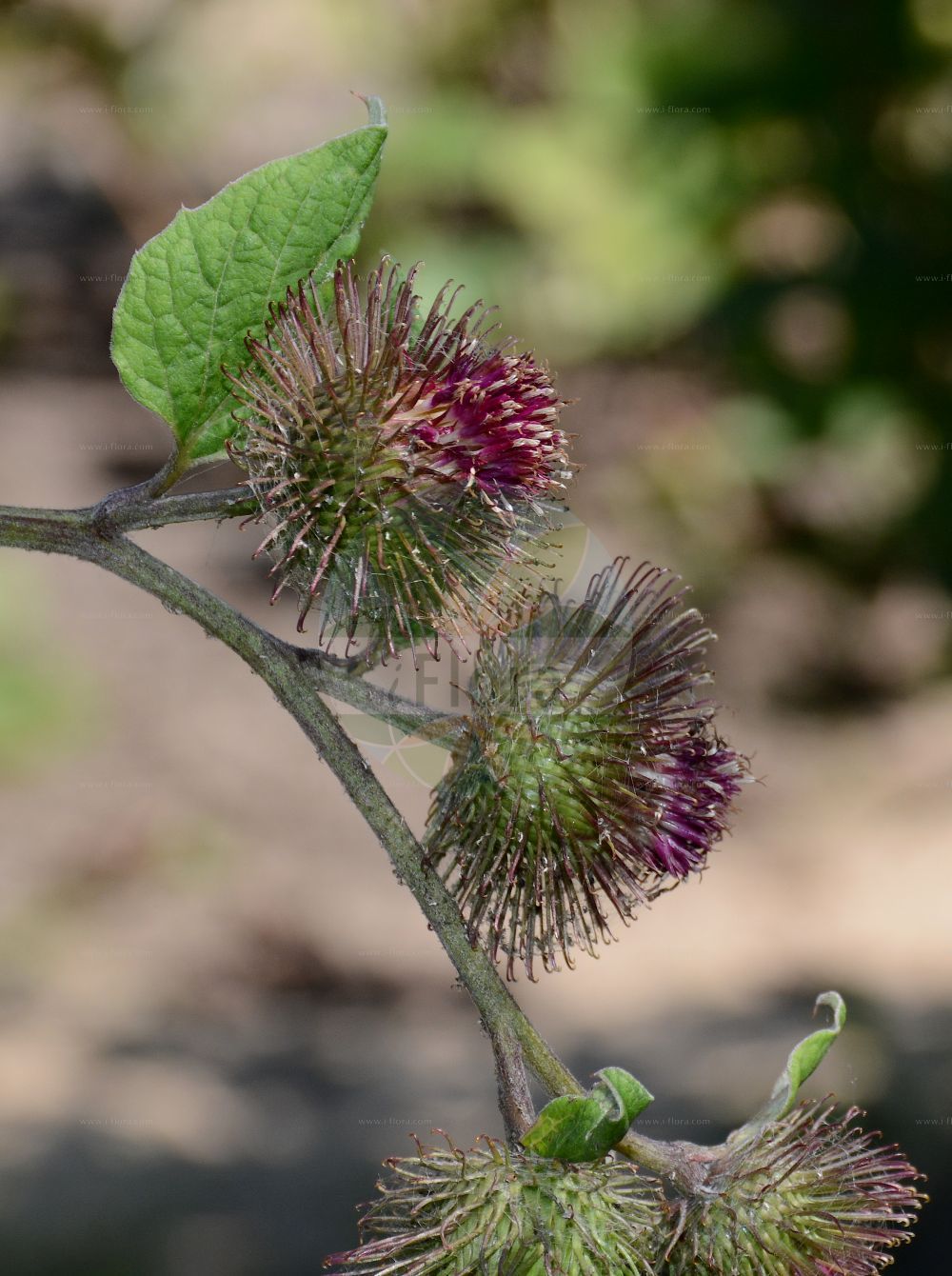 Foto von Arctium nemorosum (Hain-Klette - Wood Burdock). Das Foto wurde in Bremen, Deutschland aufgenommen. ---- Photo of Arctium nemorosum (Hain-Klette - Wood Burdock). The picture was taken in Bremen, Germany.(Arctium nemorosum,Hain-Klette,Wood Burdock,Arctium glabrescens,Arctium maassii,Arctium nemorosum,Lappa nemorosa,Hain-Klette,Wood Burdock,Harelock,Northern Burdock,Arctium,Klette,Burdock,Asteraceae,Korbblütengewächse,Daisy family)