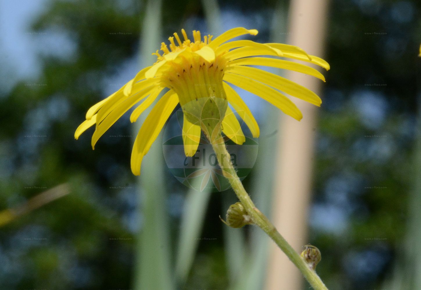 Foto von Jacobaea paludosa (Sumpf-Greiskraut - Fen Ragwort). Das Foto wurde in Bonn, Nordrhein-Westfalen, Deutschland aufgenommen. ---- Photo of Jacobaea paludosa (Sumpf-Greiskraut - Fen Ragwort). The picture was taken in Bonn, North Rhine-Westphalia, Germany.(Jacobaea paludosa,Sumpf-Greiskraut,Fen Ragwort,Jacobaea paludosa,Senecio bohemicus,Senecio paludosus,Senecio riparius,Sumpf-Greiskraut,Fen Ragwort,Great Fen Ragwort,Jacobaea,Asteraceae,Korbblütengewächse,Daisy family)
