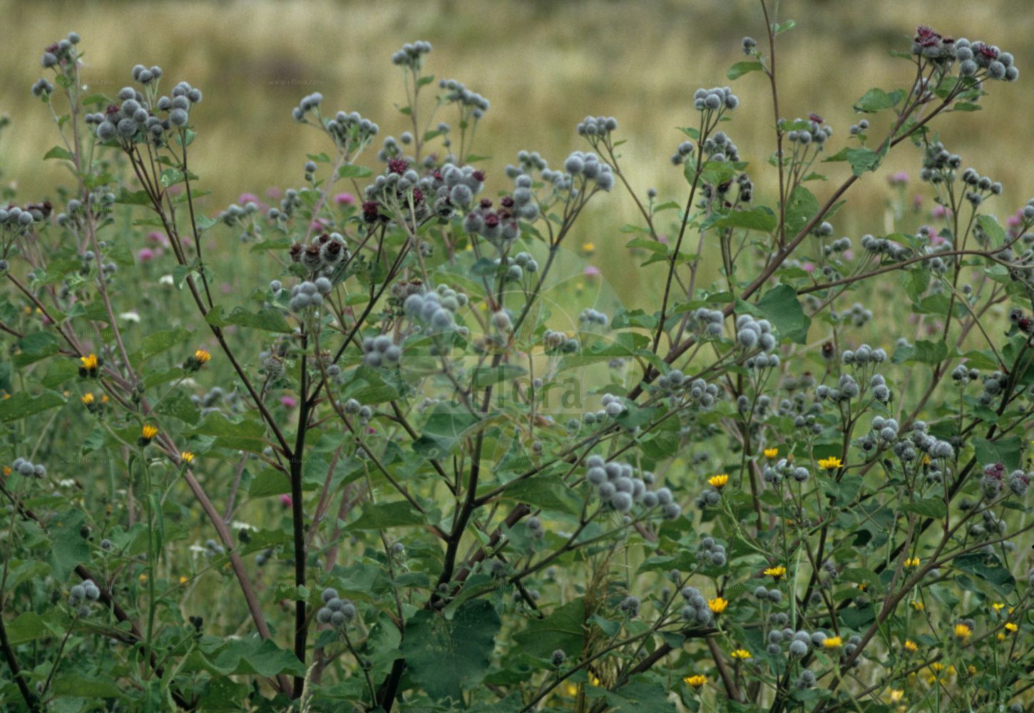 Foto von Arctium tomentosum (Filzige Klette - Woolly Burdock). ---- Photo of Arctium tomentosum (Filzige Klette - Woolly Burdock).(Arctium tomentosum,Filzige Klette,Woolly Burdock,Arctium leptophyllum,Arctium tomentosum,Lappa tomentosa,Filzige Klette,Woolly Burdock,Arctium,Klette,Burdock,Asteraceae,Korbblütengewächse,Daisy family)