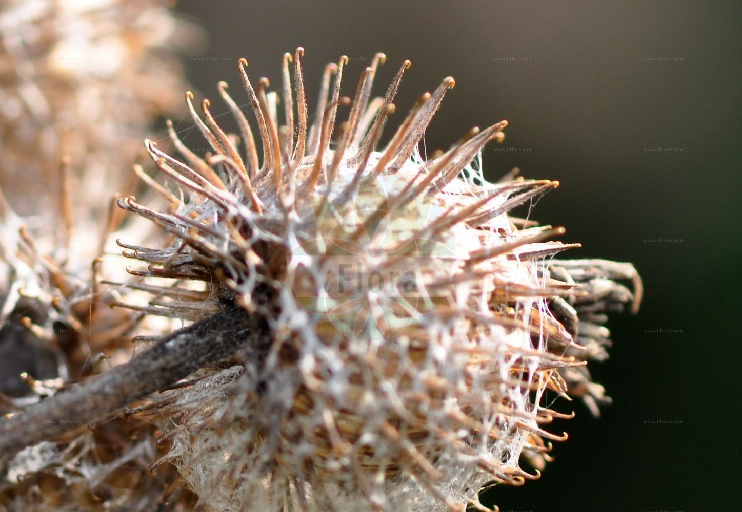 Foto von Arctium tomentosum (Filzige Klette - Woolly Burdock). Das Foto wurde in Frankfurt, Hessen, Deutschland aufgenommen. ---- Photo of Arctium tomentosum (Filzige Klette - Woolly Burdock). The picture was taken in Frankfurt, Hesse, Germany.(Arctium tomentosum,Filzige Klette,Woolly Burdock,Arctium leptophyllum,Arctium tomentosum,Lappa tomentosa,Filzige Klette,Woolly Burdock,Arctium,Klette,Burdock,Asteraceae,Korbblütengewächse,Daisy family)