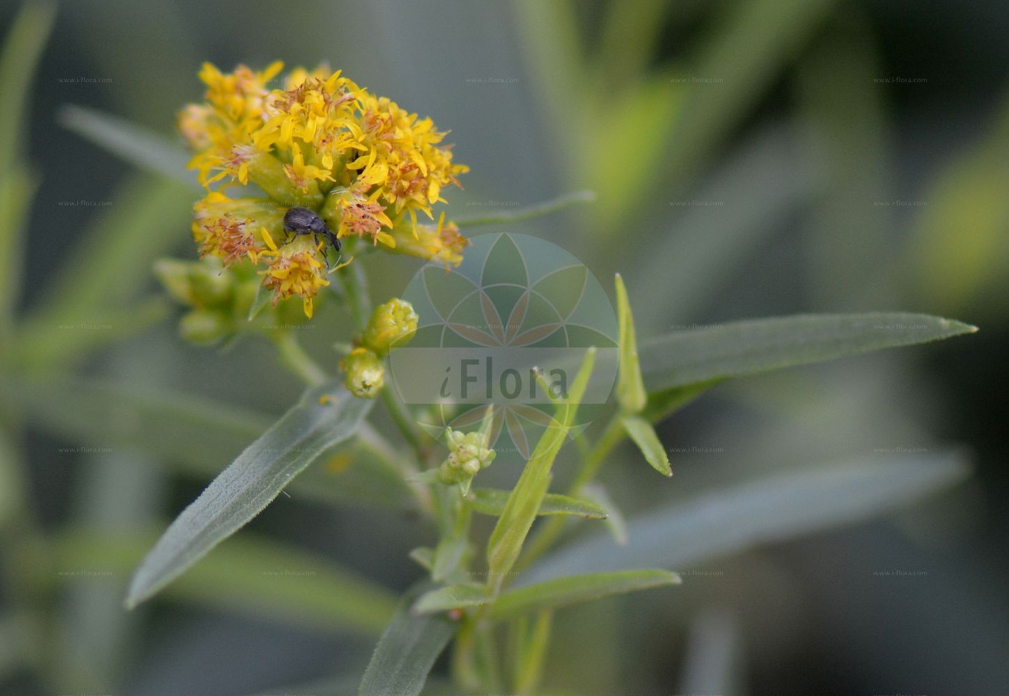 Foto von Euthamia graminifolia (Grasblättrige Goldrute - Grass-leaved Goldenrod). Das Foto wurde in Nancy, Grand Est, Frankreich aufgenommen. ---- Photo of Euthamia graminifolia (Grasblättrige Goldrute - Grass-leaved Goldenrod). The picture was taken in Nancy, Grand Est, France.(Euthamia graminifolia,Grasblättrige Goldrute,Grass-leaved Goldenrod,Chrysocoma graminifolia,Euthamia graminifolia,Solidago graminifolia,Solidago lanceolata,Grasblaettrige Goldrute,Grass-leaved Goldenrod,Euthamia,Asteraceae,Korbblütengewächse,Daisy family)