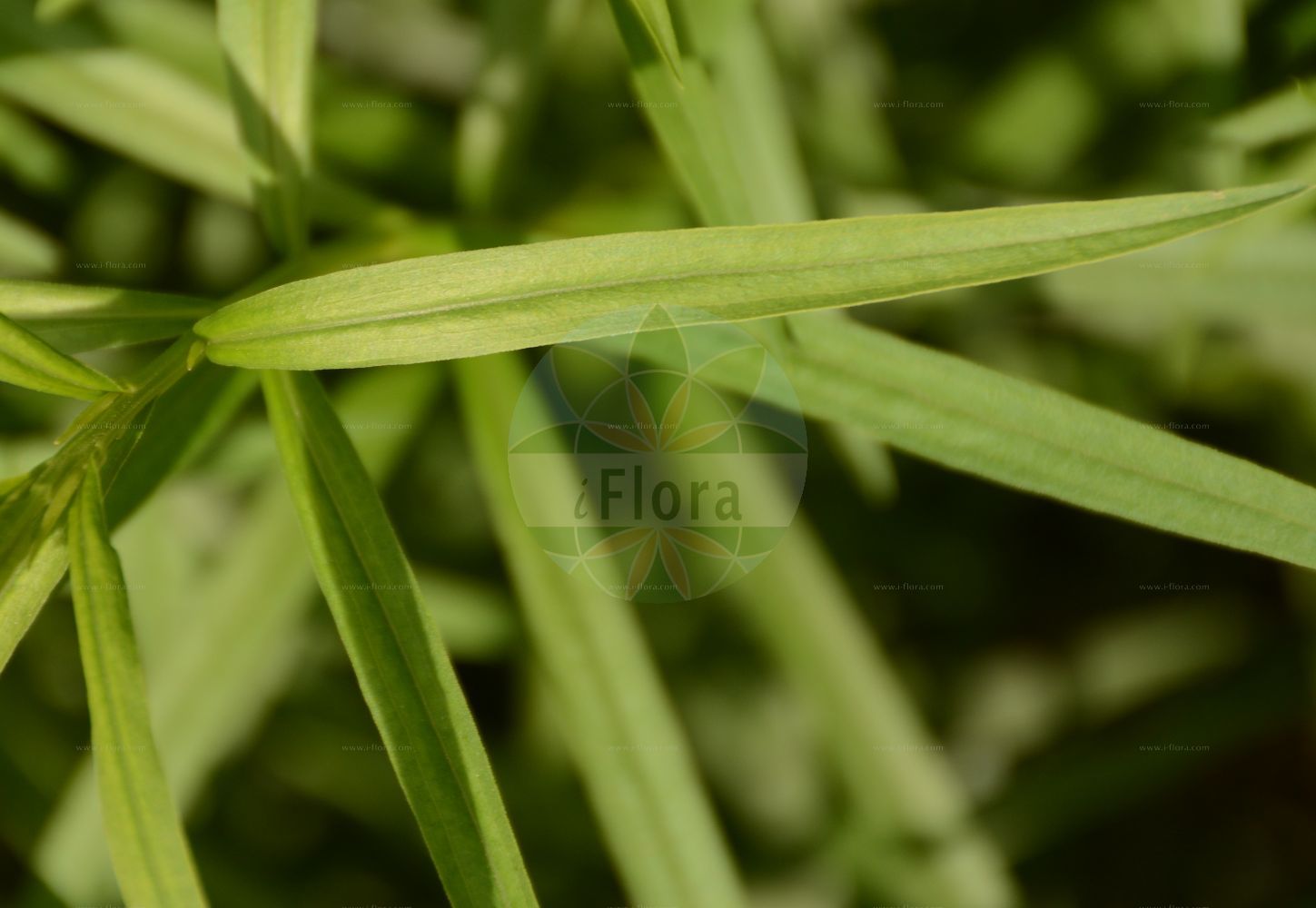 Foto von Euthamia graminifolia (Grasblättrige Goldrute - Grass-leaved Goldenrod). Das Foto wurde in Lyon, Auvergne-Rhône-Alpes, Frankreich aufgenommen. ---- Photo of Euthamia graminifolia (Grasblättrige Goldrute - Grass-leaved Goldenrod). The picture was taken in Lyon, Auvergne-Rhône-Alpes, France.(Euthamia graminifolia,Grasblättrige Goldrute,Grass-leaved Goldenrod,Chrysocoma graminifolia,Euthamia graminifolia,Solidago graminifolia,Solidago lanceolata,Grasblaettrige Goldrute,Grass-leaved Goldenrod,Euthamia,Asteraceae,Korbblütengewächse,Daisy family)