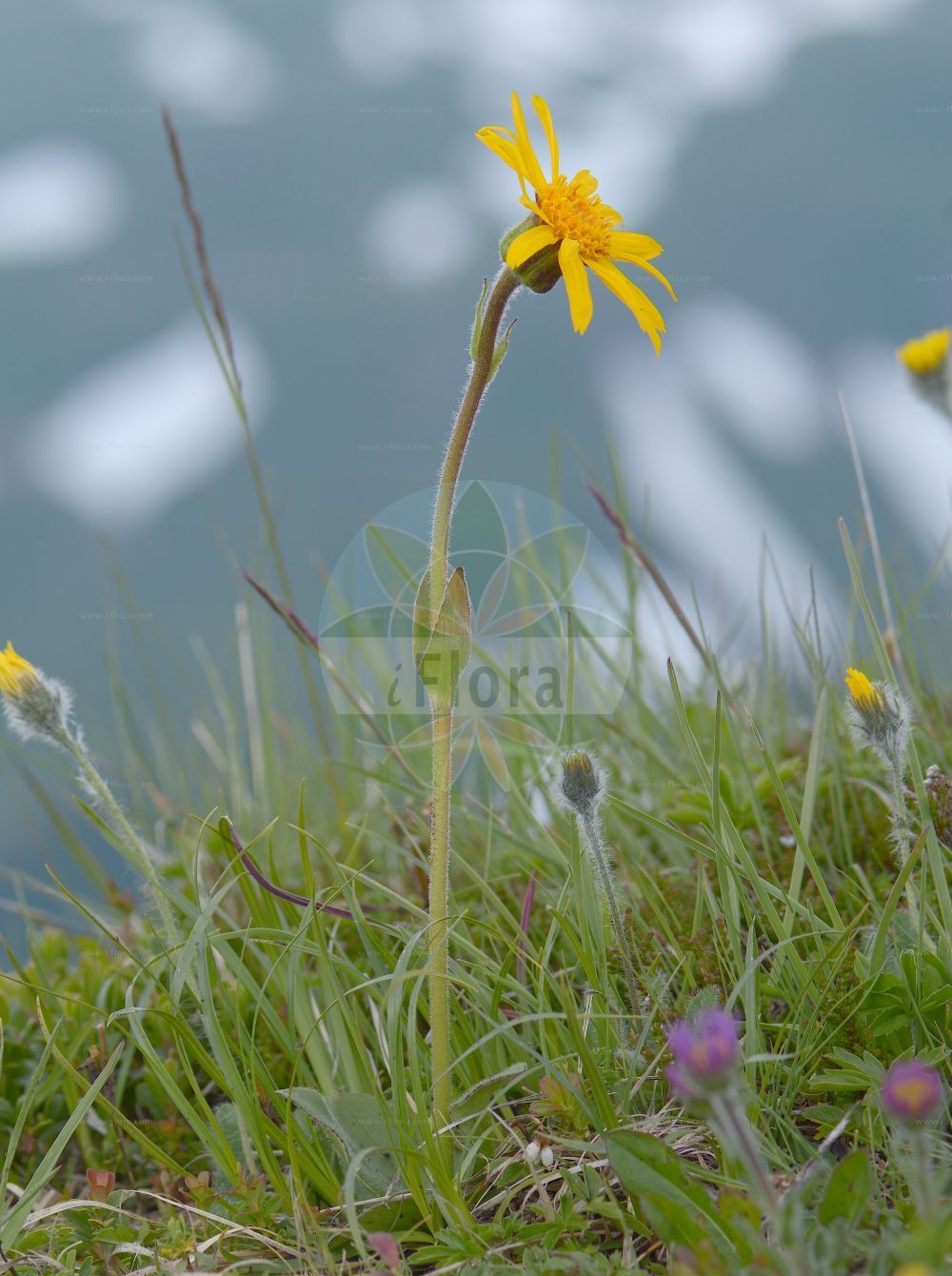 Foto von Arnica montana (Berg-Wohlverleih - Mountain Arnica). Das Foto wurde in Vandans, Bludenz, Vorarlberg, Österreich, Alpen aufgenommen. ---- Photo of Arnica montana (Berg-Wohlverleih - Mountain Arnica). The picture was taken in Vandans, Bludenz, Vorarlberg, Austria, Alps.(Arnica montana,Berg-Wohlverleih,Mountain Arnica,Arnica montana,Berg-Wohlverleih,Bergwohlverleih,Echte Arnika,Wolferlei,Mountain Arnica,Celtic Nard,Leopard's Bane,Mountain Alkanet,Mountain Tobacco,Arnica,Arnika,Arnica,Asteraceae,Korbblütengewächse,Daisy family)