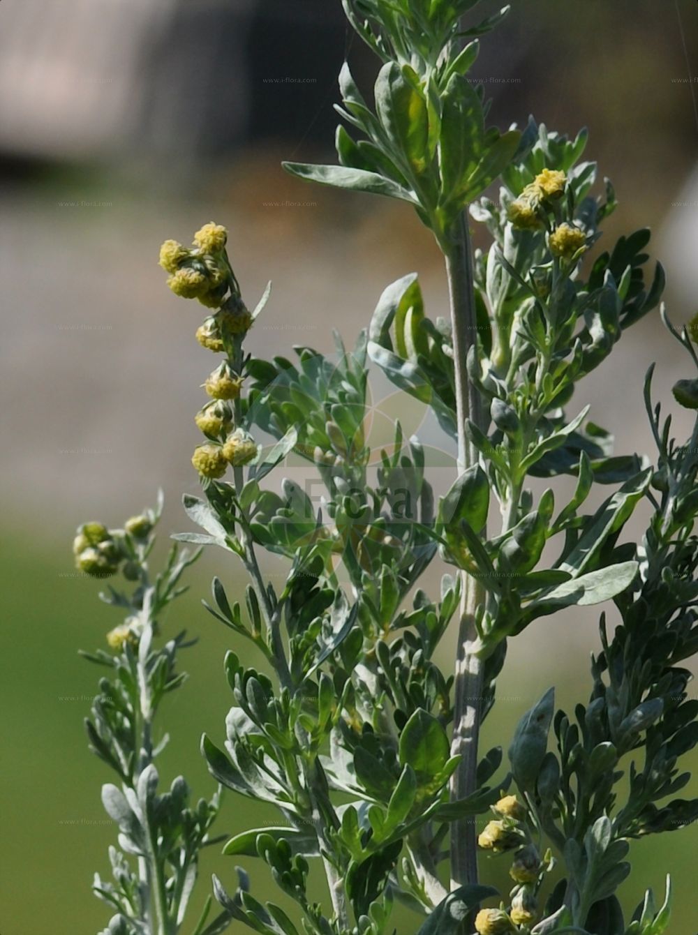 Foto von Artemisia absinthium (Wermut - Wormwood). Das Foto wurde in Frankfurt, Hessen, Deutschland aufgenommen. ---- Photo of Artemisia absinthium (Wermut - Wormwood). The picture was taken in Frankfurt, Hesse, Germany.(Artemisia absinthium,Wermut,Wormwood,Artemisia absinthium,Artemisia baldaccii,Wermut,Absinth,Echter Wermut,Wormwood,Absinthium,Absinth Wormwood,Artemisia,Beifuß,Mugwort,Asteraceae,Korbblütengewächse,Daisy family)