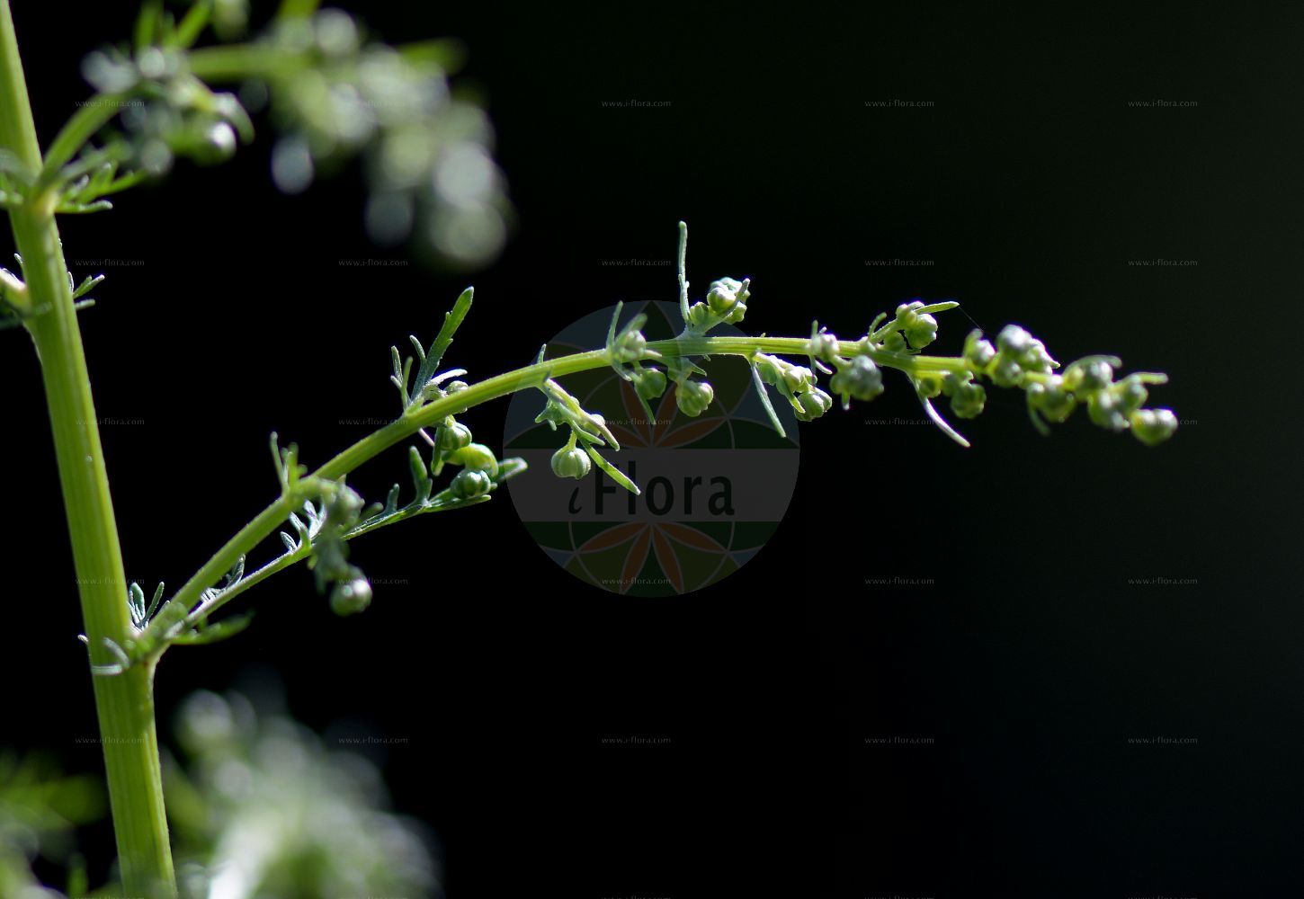 Foto von Artemisia annua (Einjähriger Beifuß - Annual Mugwort). Das Foto wurde in Nancy, Grand Est, Frankreich aufgenommen. ---- Photo of Artemisia annua (Einjähriger Beifuß - Annual Mugwort). The picture was taken in Nancy, Grand Est, France.(Artemisia annua,Einjähriger Beifuß,Annual Mugwort,Artemisia annua,Einjaehriger Beifuss,Annual Mugwort,Annual Wormwood,Sweet Sagewort,Sweet Wormwood,Artemisia,Beifuß,Mugwort,Asteraceae,Korbblütengewächse,Daisy family)