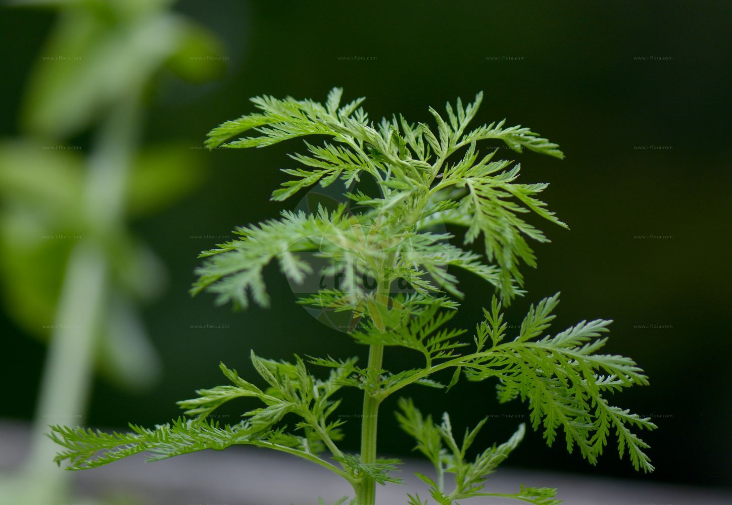 Foto von Artemisia annua (Einjähriger Beifuß - Annual Mugwort). Das Foto wurde in Monte Baldo, Ferrara di Monte Baldo, Veneto, Italien, Alpen aufgenommen. ---- Photo of Artemisia annua (Einjähriger Beifuß - Annual Mugwort). The picture was taken in Monte Baldo, Ferrara di Monte Baldo, Veneto, Italy, Alps.(Artemisia annua,Einjähriger Beifuß,Annual Mugwort,Artemisia annua,Einjaehriger Beifuss,Annual Mugwort,Annual Wormwood,Sweet Sagewort,Sweet Wormwood,Artemisia,Beifuß,Mugwort,Asteraceae,Korbblütengewächse,Daisy family)