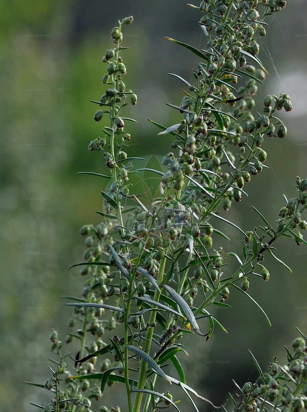Foto von Artemisia dracunculus (Estragon - Tarragon). Das Foto wurde in Bayreuth, Bayern, Deutschland aufgenommen. ---- Photo of Artemisia dracunculus (Estragon - Tarragon). The picture was taken in Bayreuth, Bavaria, Germany.(Artemisia dracunculus,Estragon,Tarragon,Artemisia dracunculus,Estragon,Tarragon,False Terragon Sagewort,Estragon,Artemisia,Beifuß,Mugwort,Asteraceae,Korbblütengewächse,Daisy family)
